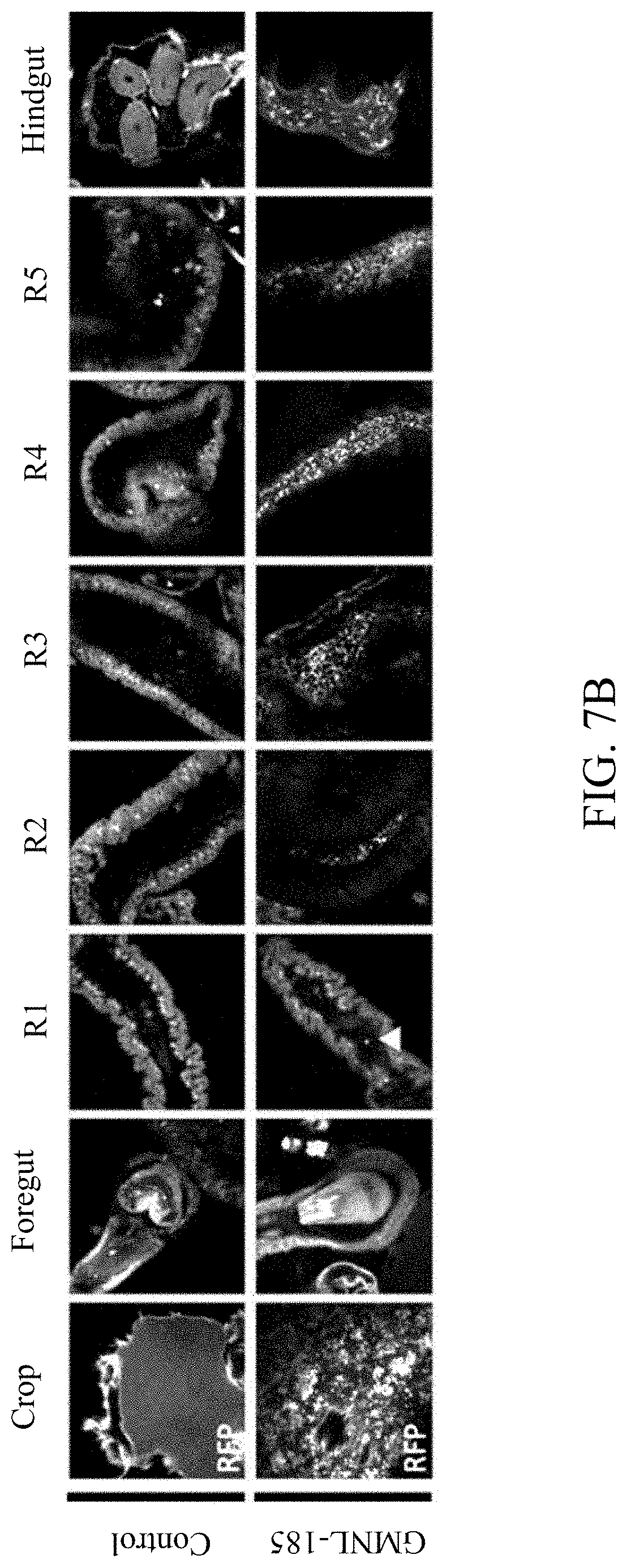 Patent US11779616 Figure 20 – Method of improving memory and learning ability