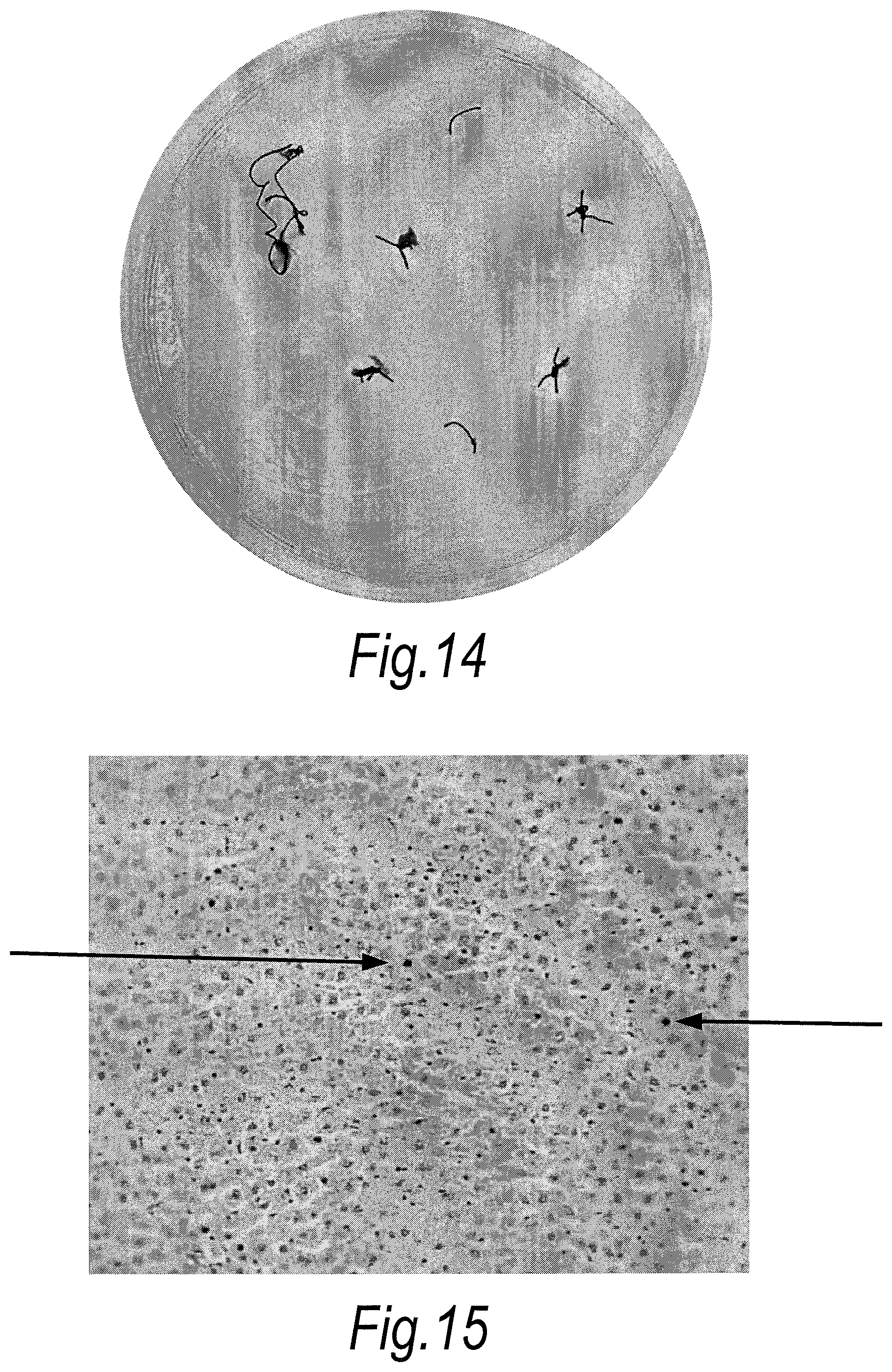 Patent US11779618 Figure 11 – Treatment of topical and systemic bacterial infections
