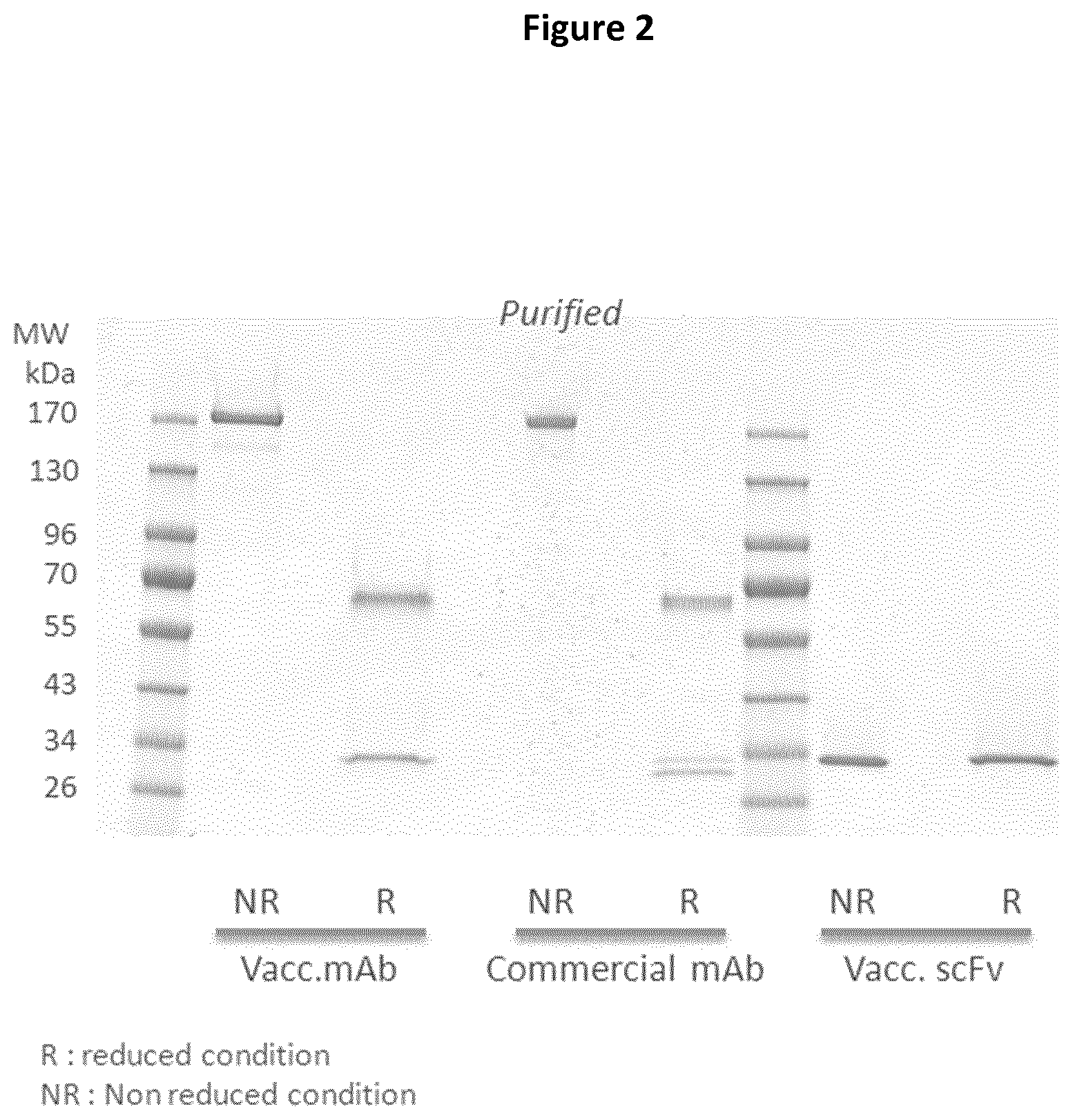 Patent US11779619 Figure 2 – Oncolytic virus for expression of immune checkpoint modulators