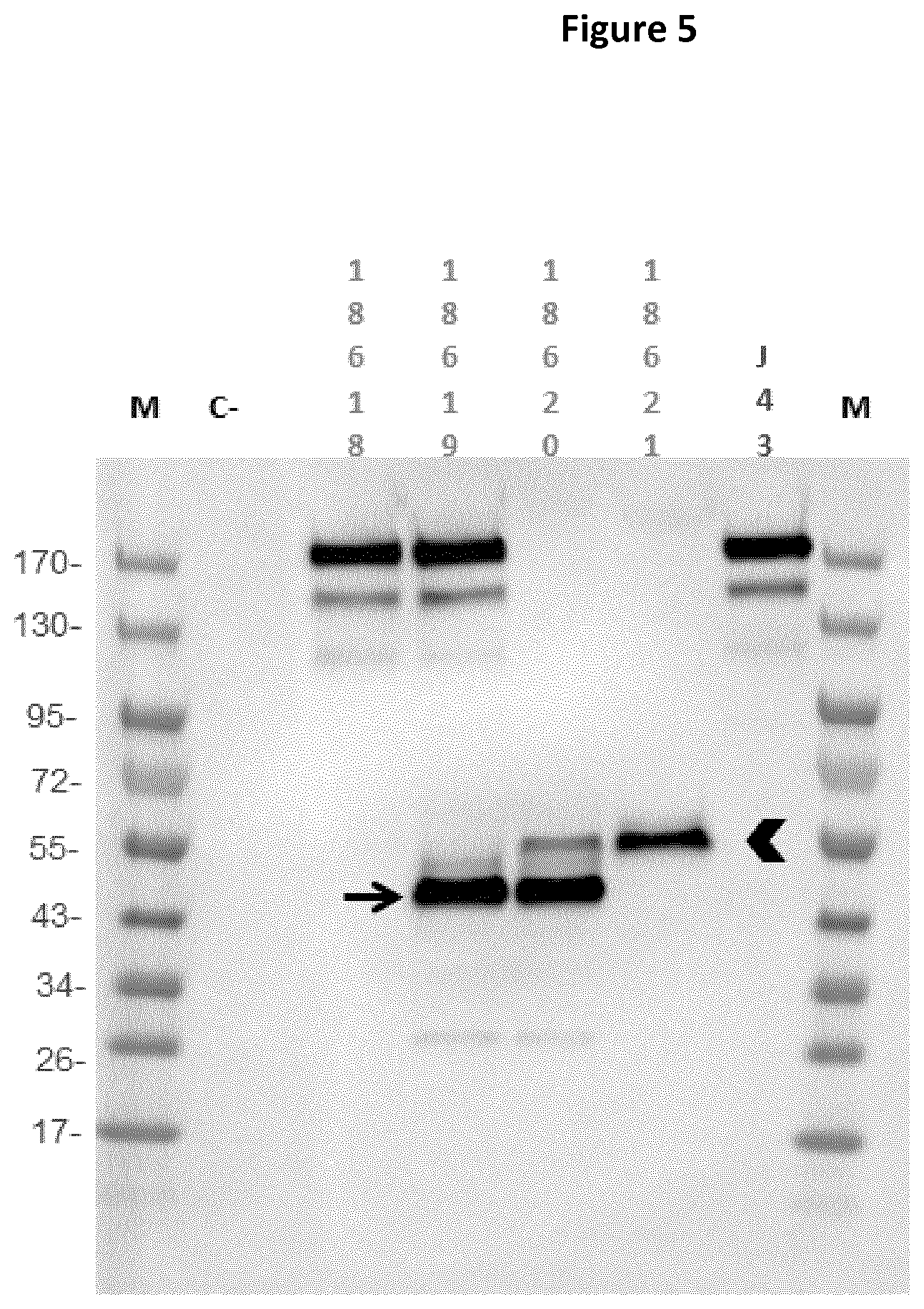 Patent US11779619 Figure 5 – Oncolytic virus for expression of immune checkpoint modulators