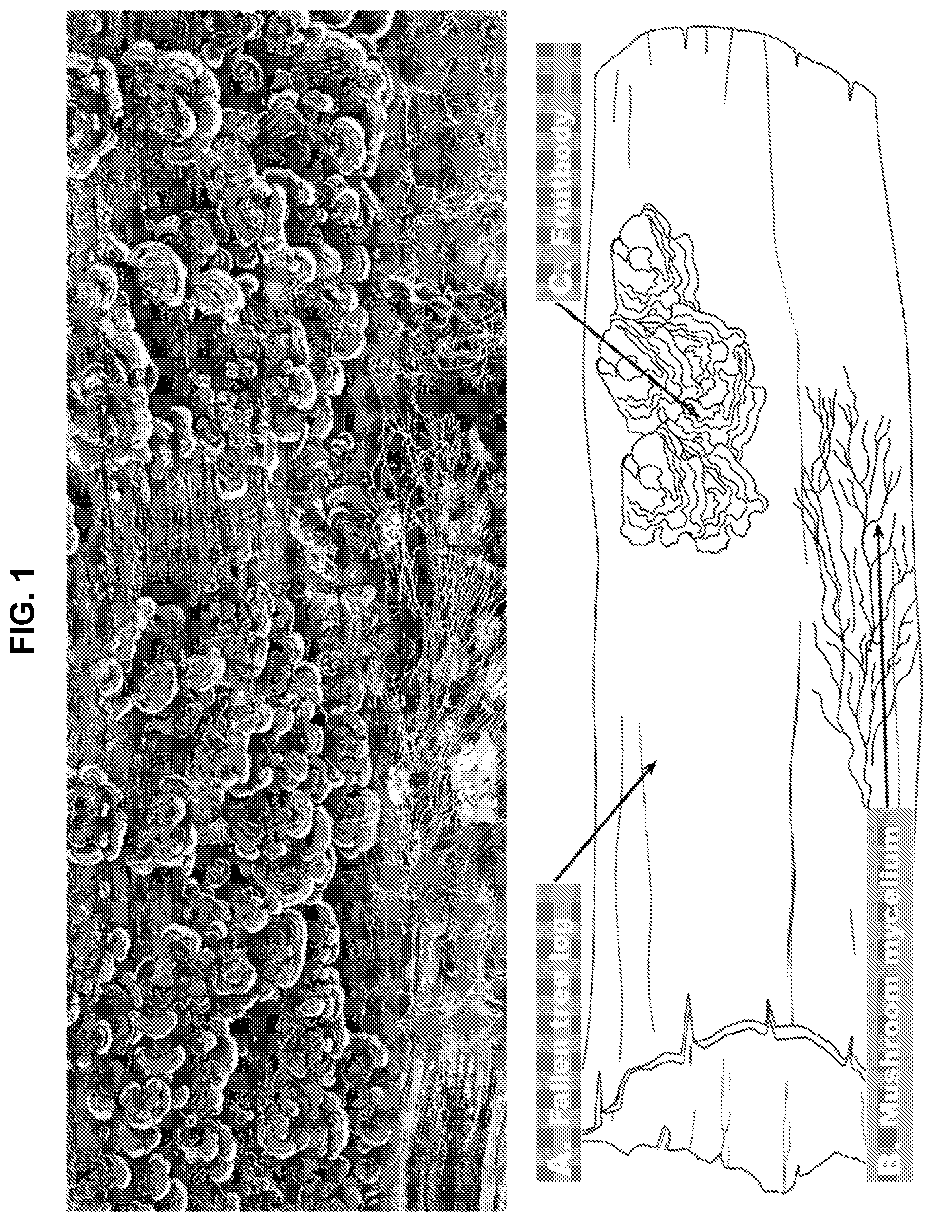 Patent US11779620 Figure 1 – Combined fungal composition for modulating inflammatory response
