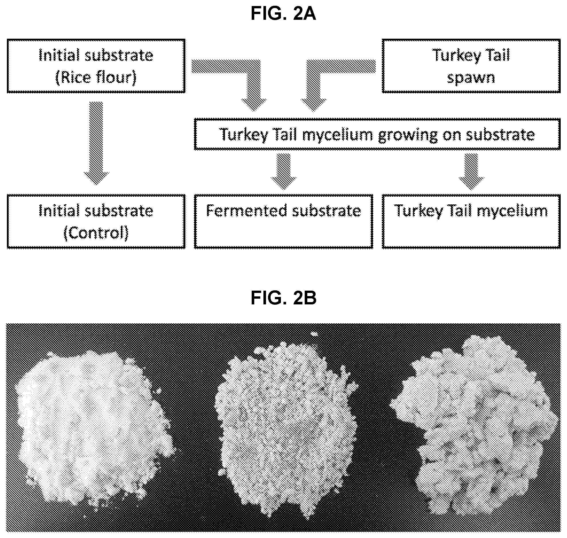 Patent US11779620 Figure 2 – Combined fungal composition for modulating inflammatory response