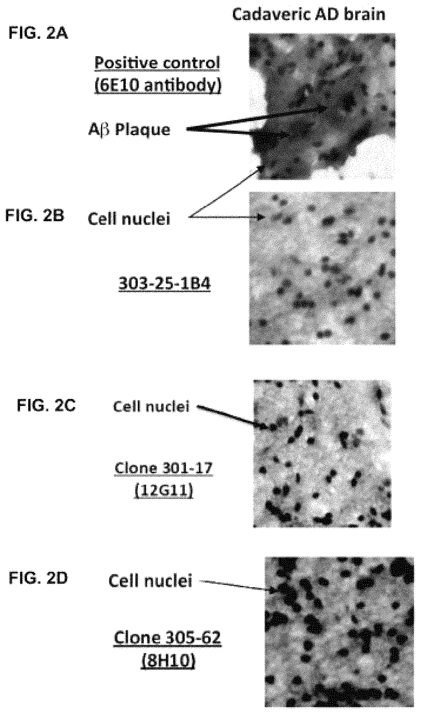 Patent US11779629 Figure 4 – Compositions comprising cyclic peptides derived from an A-beta peptide