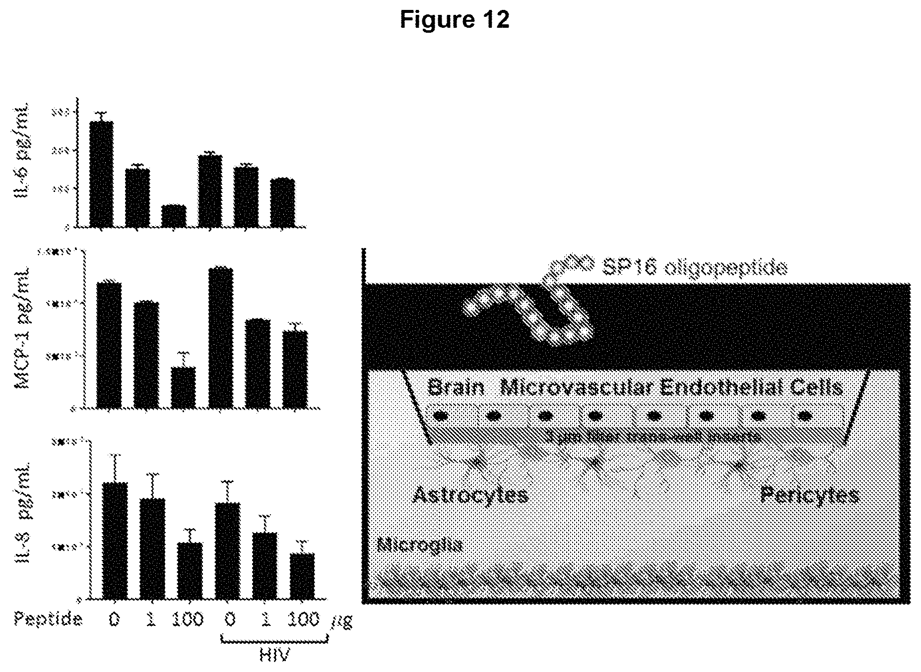 Patent US11779630 Figure 12 – Peptides and methods of using the same