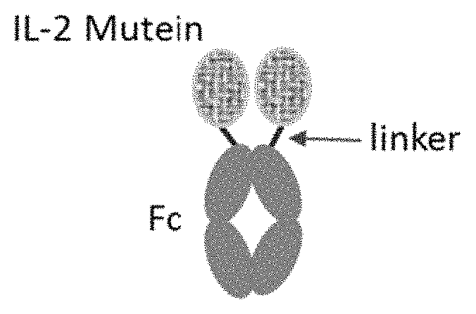 Patent US11779632 Figure 1 – IL-2 muteins and uses thereof