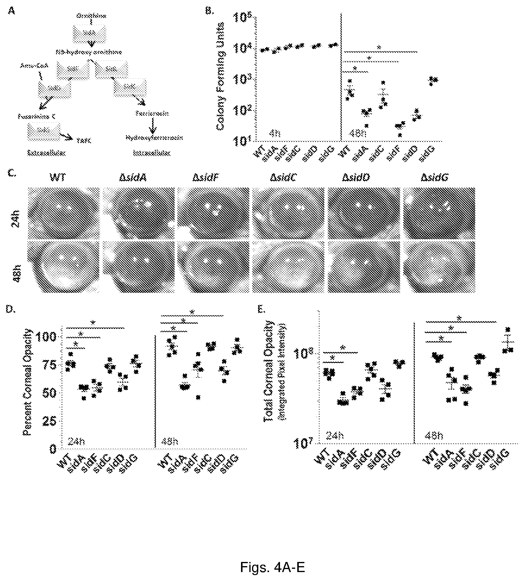 Patent US11779634 Figure 4 – Fungal iron acquisition inhibitors and uses thereof