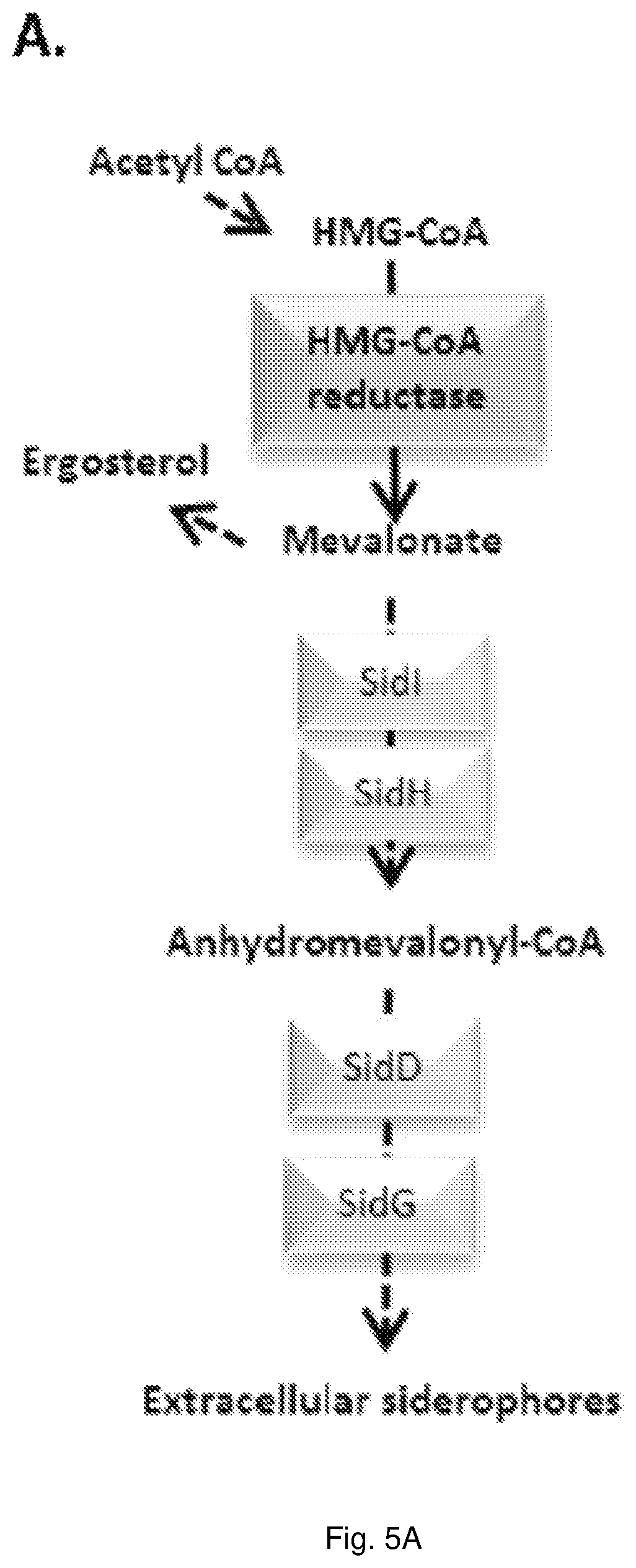 Patent US11779634 Figure 5 – Fungal iron acquisition inhibitors and uses thereof