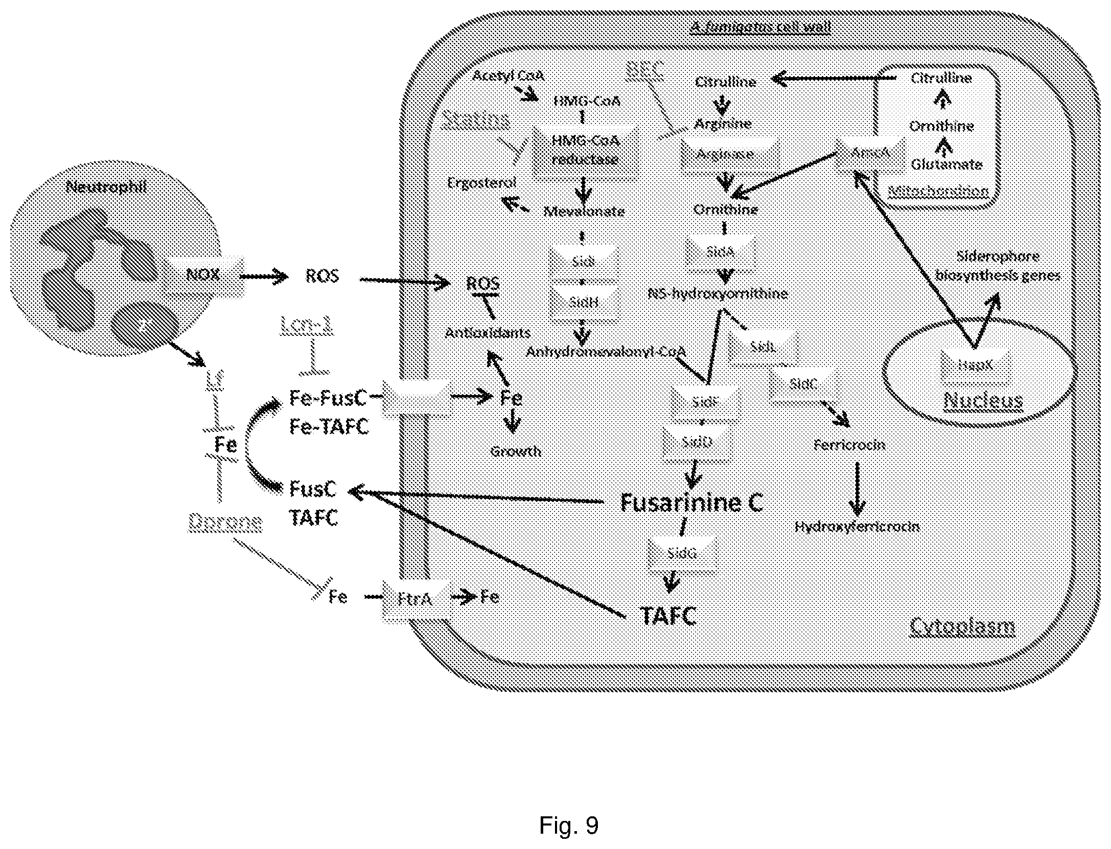 Patent US11779634 Figure 10 – Fungal iron acquisition inhibitors and uses thereof