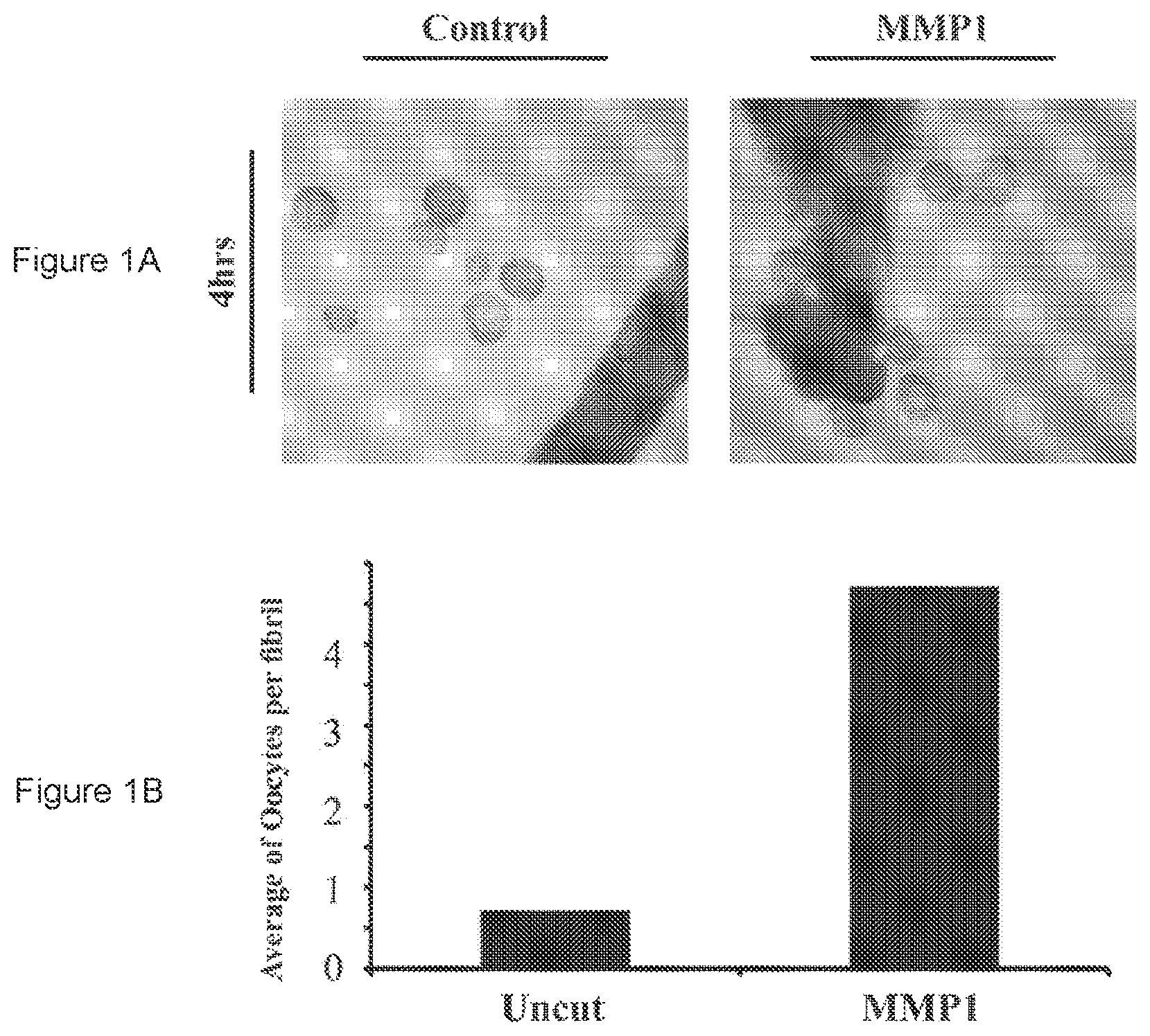 Patent US11779636 Figure 1 – Compositions for remodeling extracellular matrix and methods of use thereof