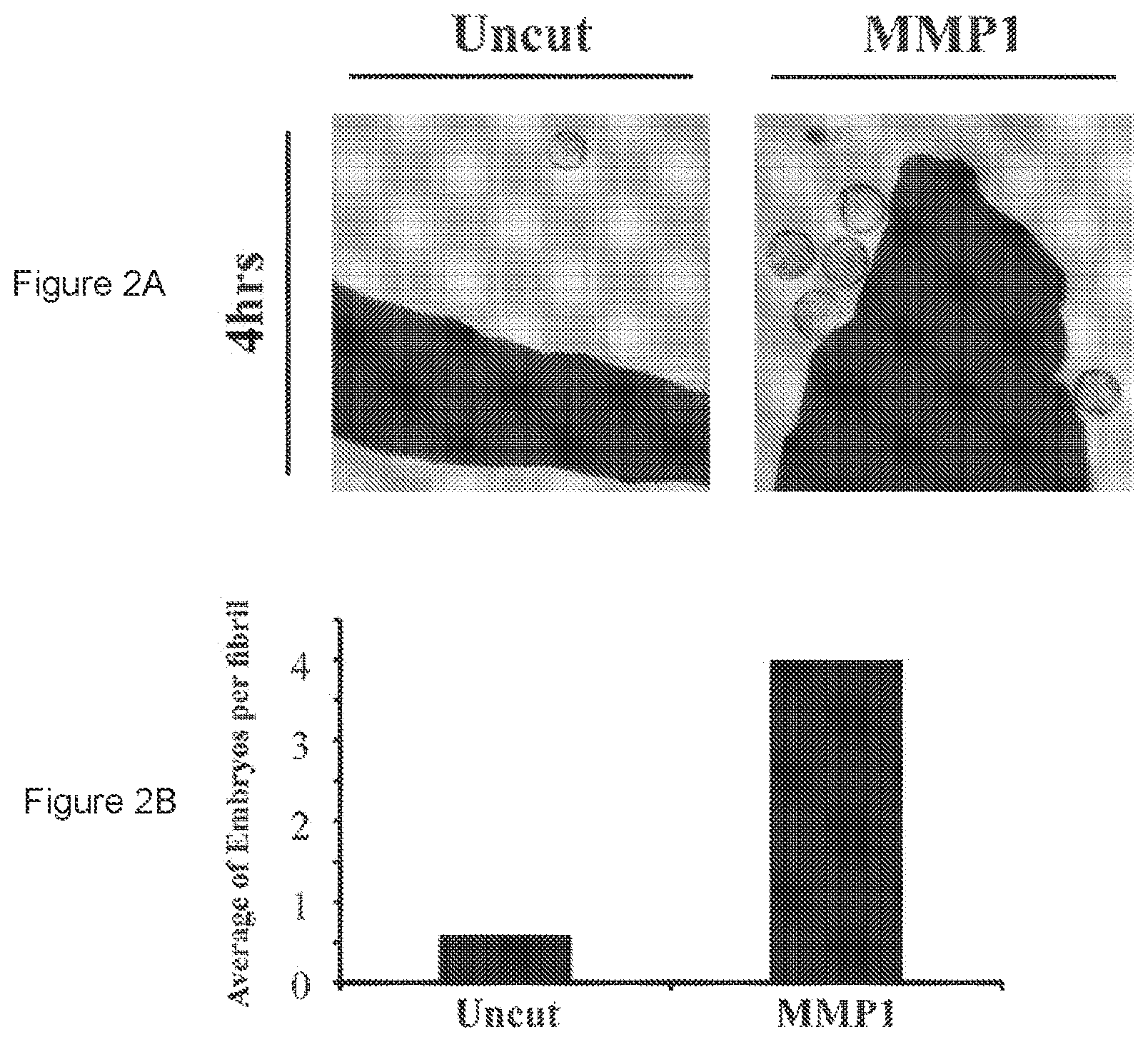 Patent US11779636 Figure 2 – Compositions for remodeling extracellular matrix and methods of use thereof