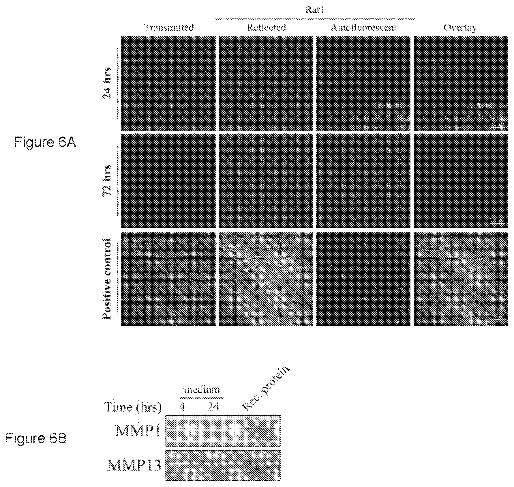Patent US11779636 Figure 6 – Compositions for remodeling extracellular matrix and methods of use thereof