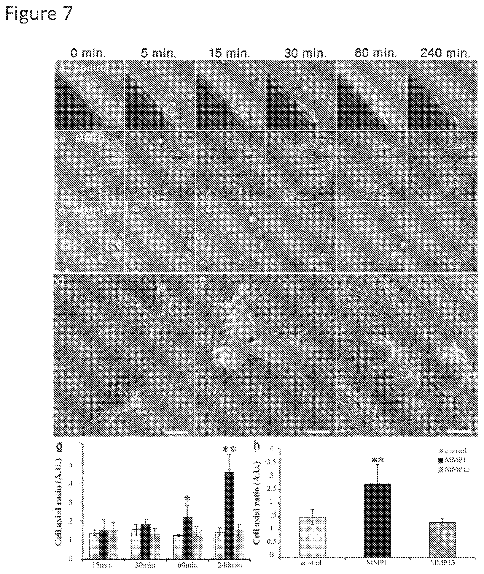 Patent US11779636 Figure 7 – Compositions for remodeling extracellular matrix and methods of use thereof