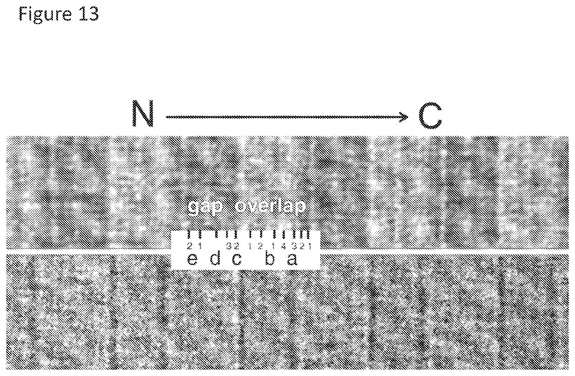 Patent US11779636 Figure 13 – Compositions for remodeling extracellular matrix and methods of use thereof