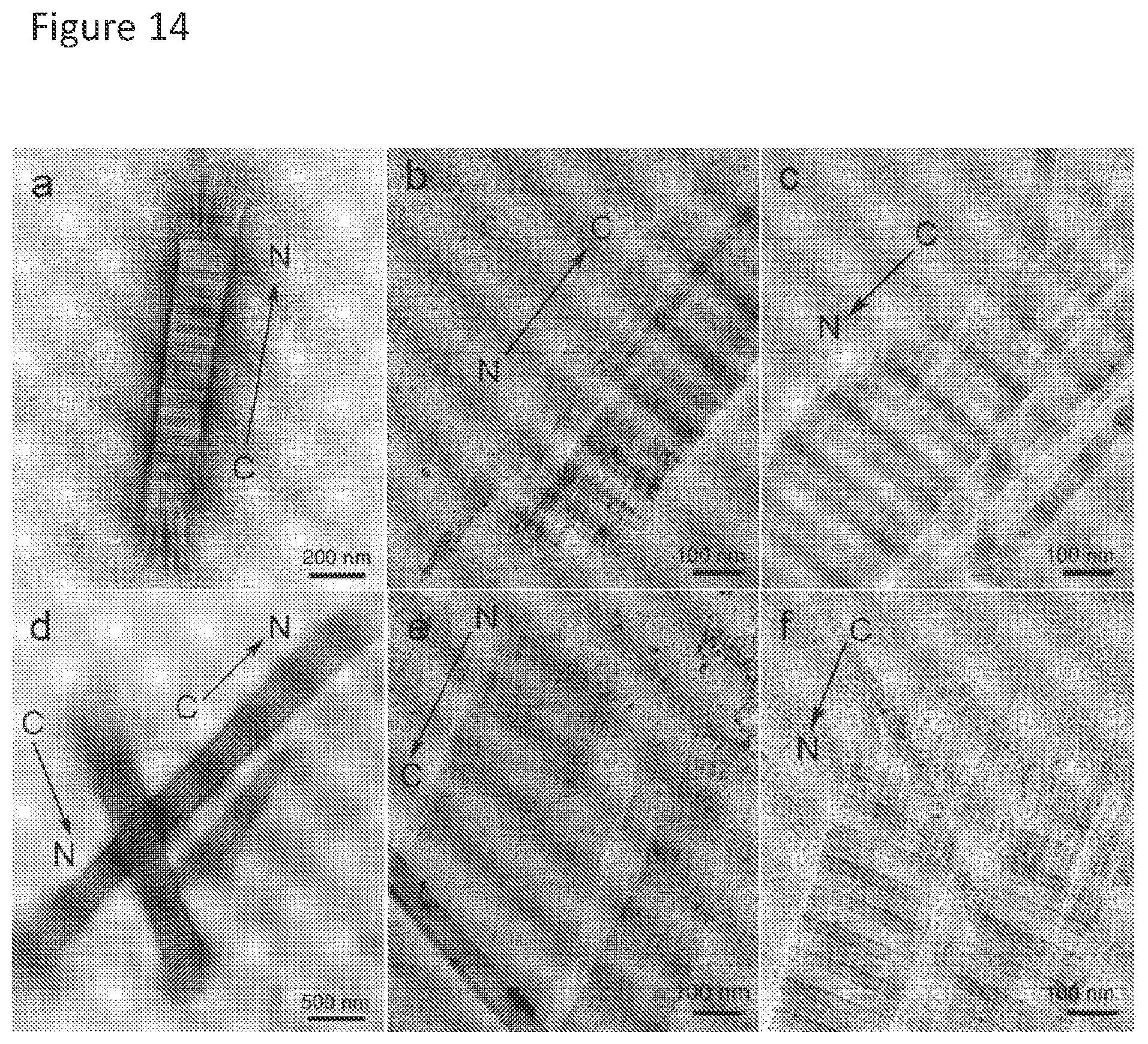 Patent US11779636 Figure 14 – Compositions for remodeling extracellular matrix and methods of use thereof