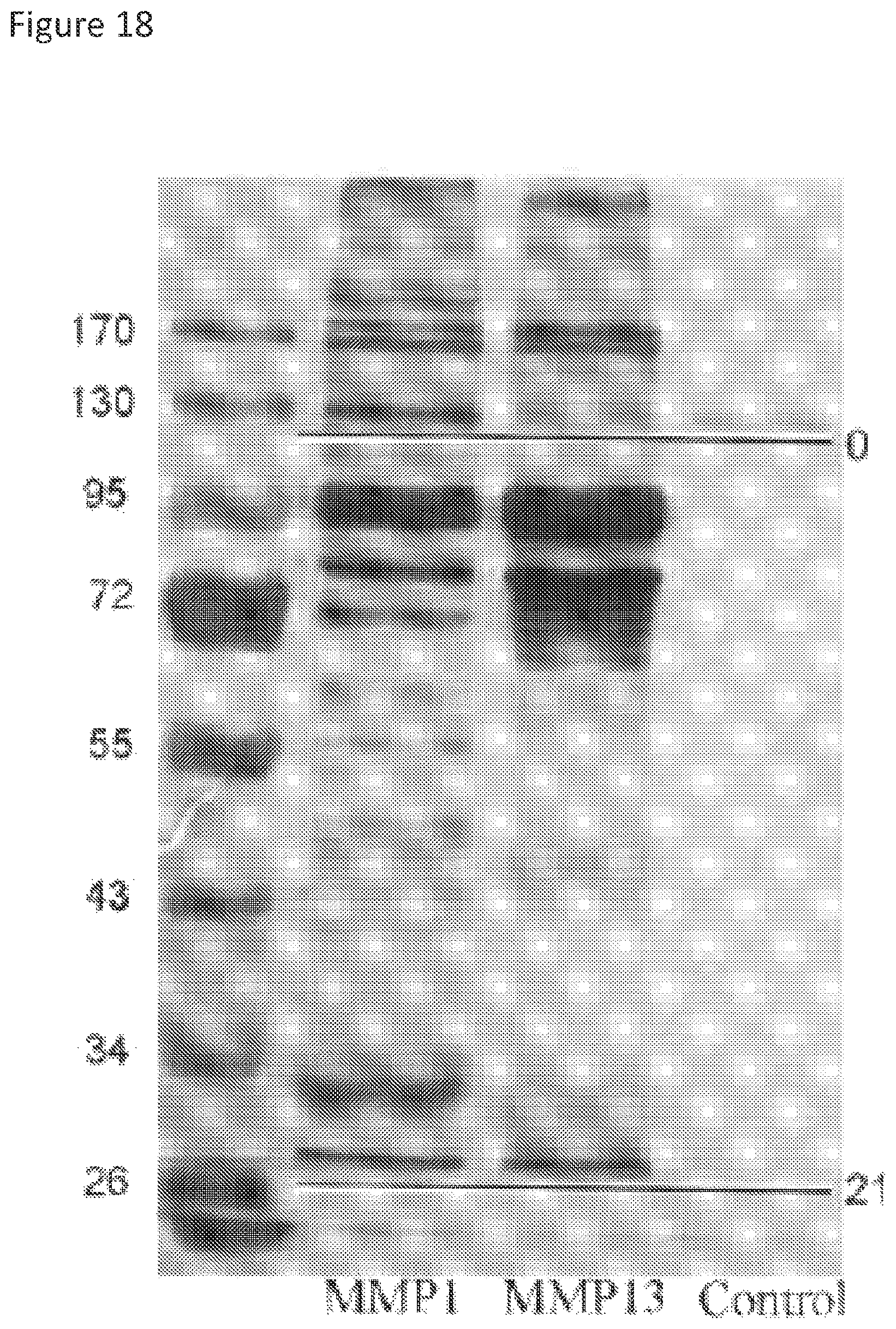 Patent US11779636 Figure 18 – Compositions for remodeling extracellular matrix and methods of use thereof