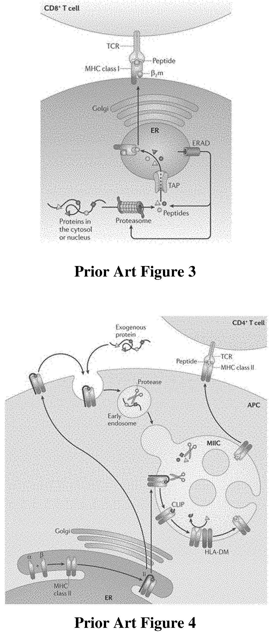 Patent US11779637 Figure 2 – Targeted neoepitope vectors and methods therefor
