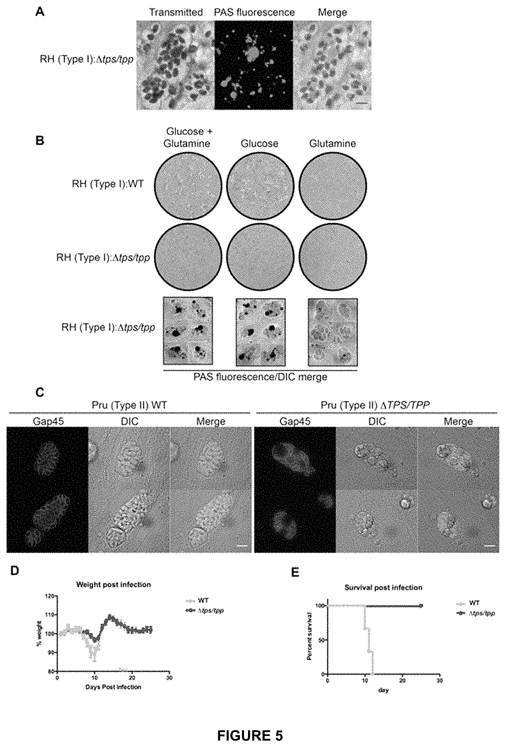 Patent US11779639 Figure 7 – Parasite vaccine