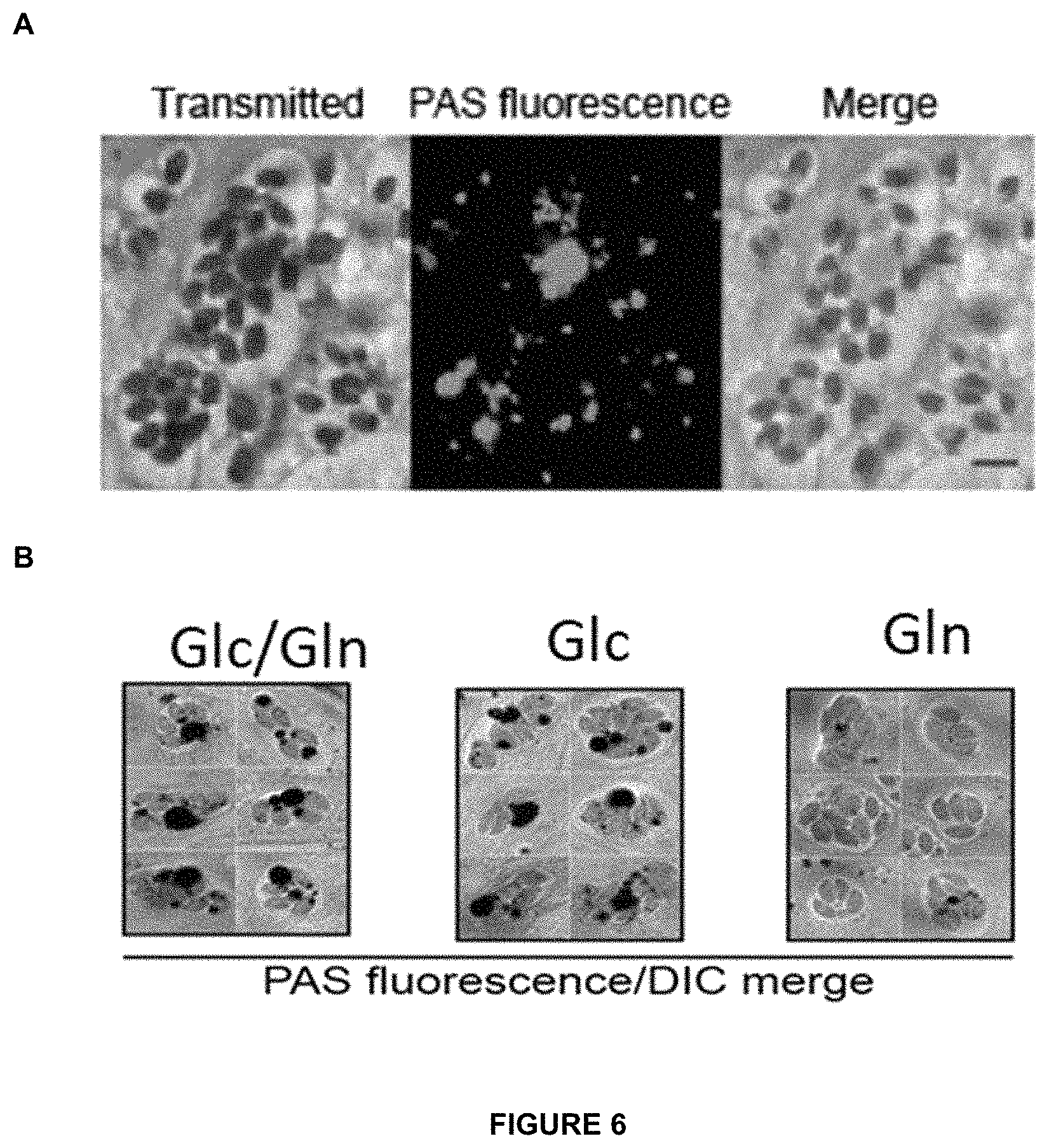 Patent US11779639 Figure 8 – Parasite vaccine
