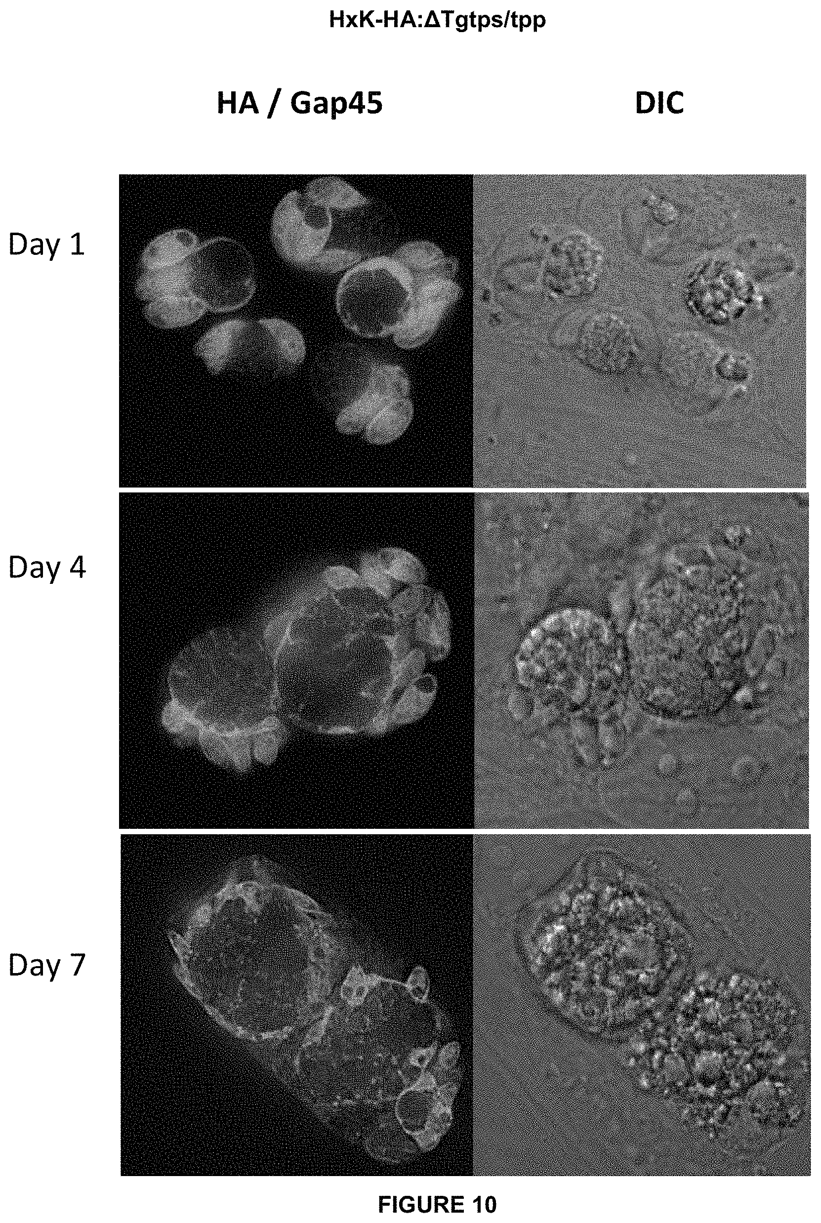 Patent US11779639 Figure 12 – Parasite vaccine