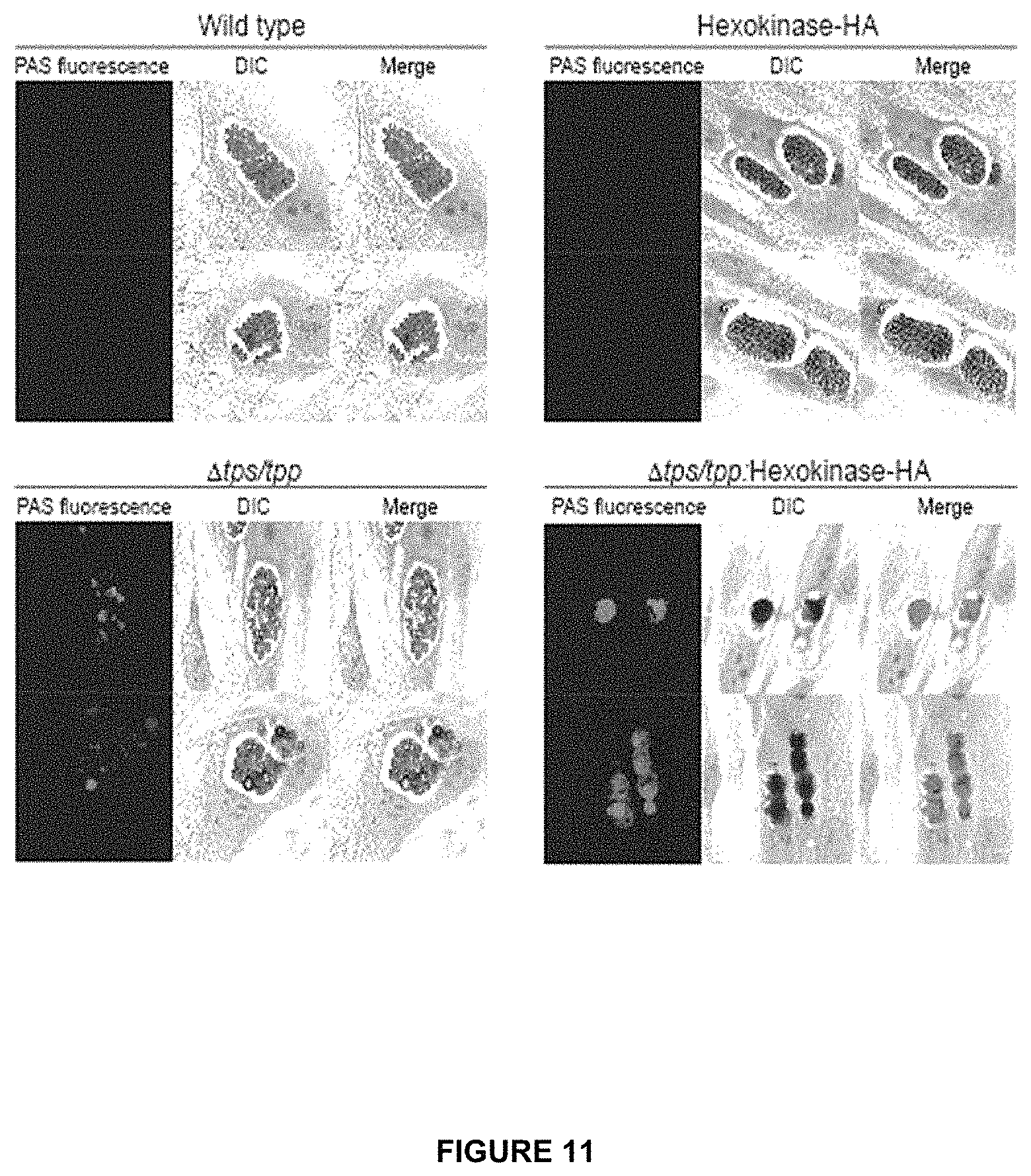Patent US11779639 Figure 13 – Parasite vaccine