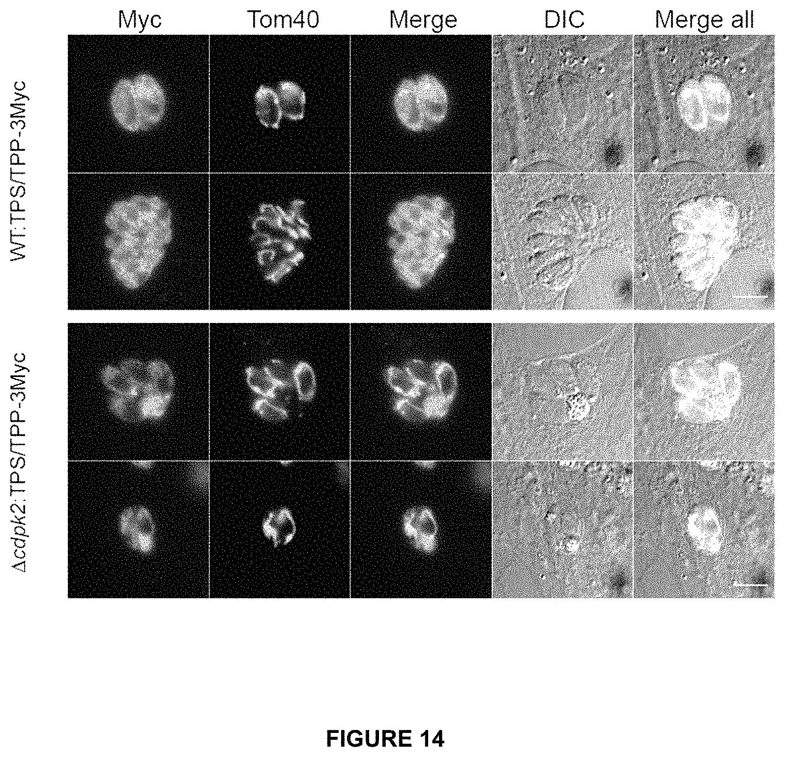 Patent US11779639 Figure 16 – Parasite vaccine