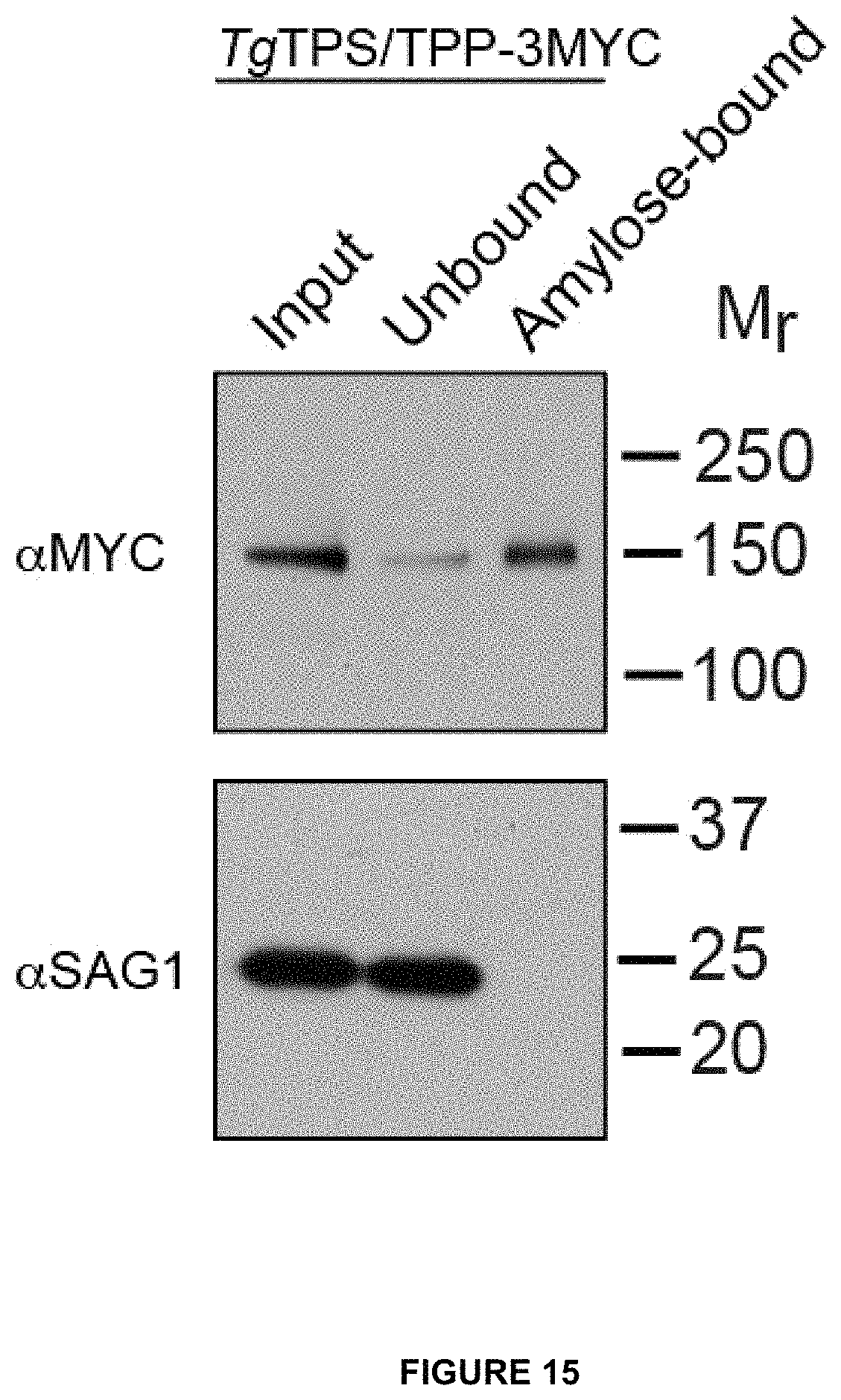Patent US11779639 Figure 17 – Parasite vaccine