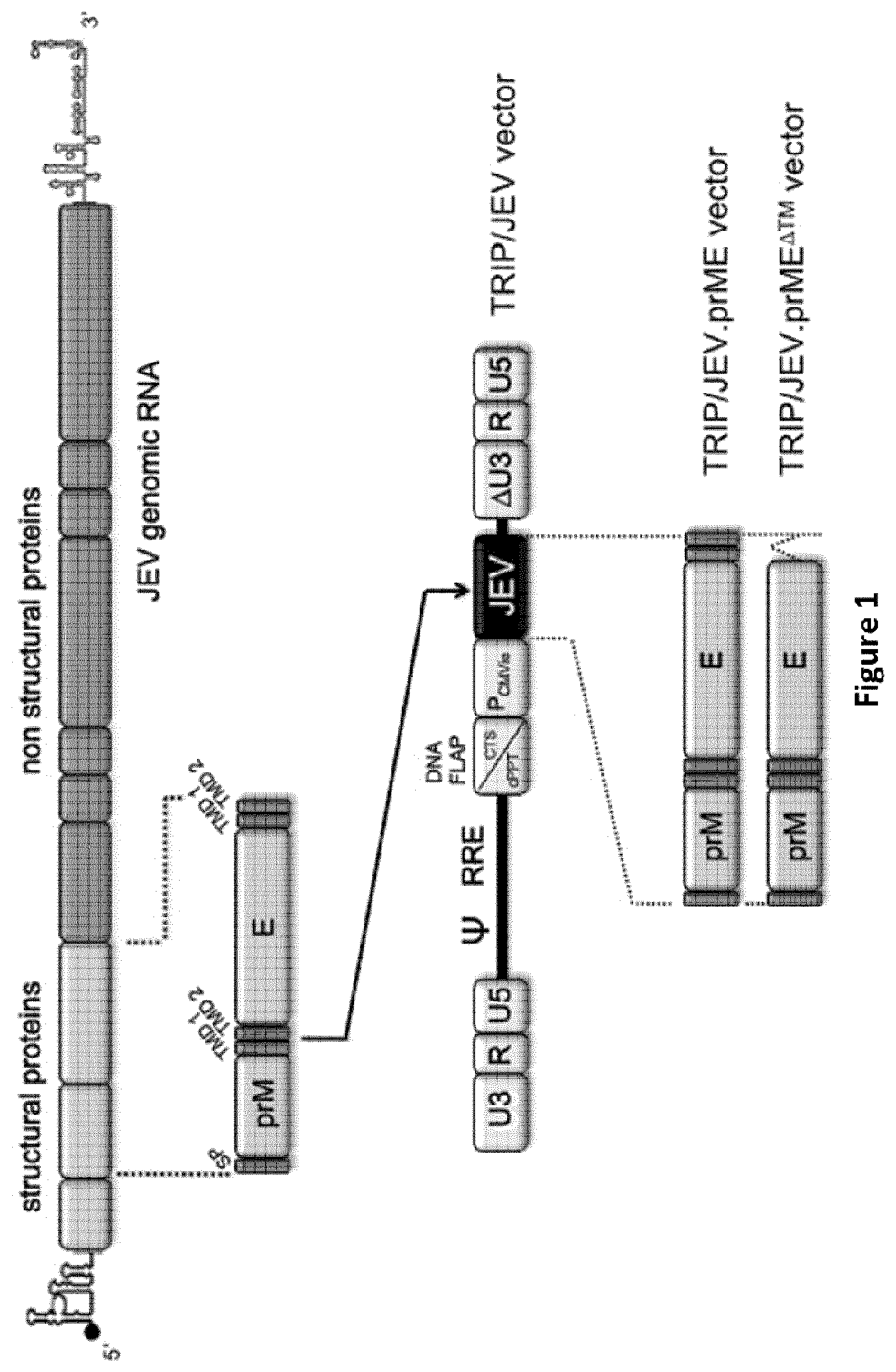 Patent US11779640 Figure 1 – Lentiviral vector-based Japanese encephalitis immunogenic composition