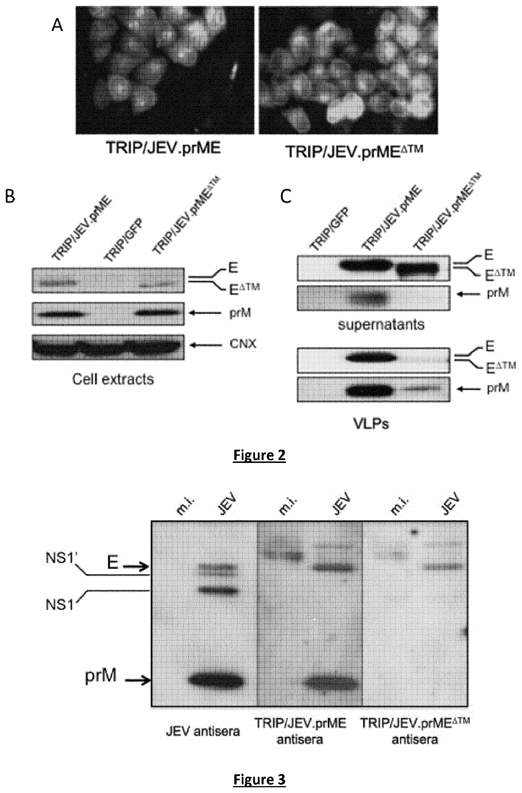 Patent US11779640 Figure 2 – Lentiviral vector-based Japanese encephalitis immunogenic composition