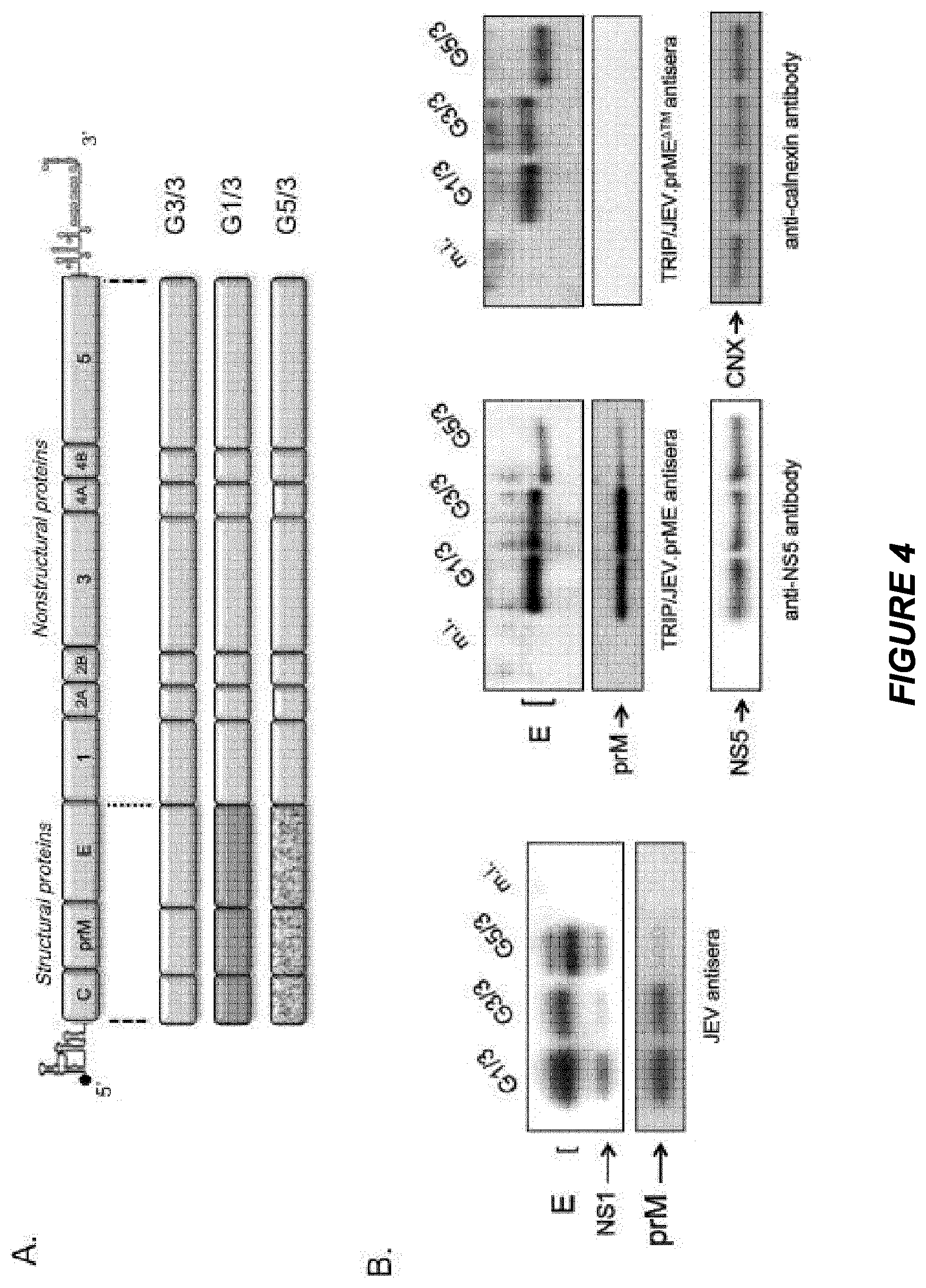 Patent US11779640 Figure 3 – Lentiviral vector-based Japanese encephalitis immunogenic composition