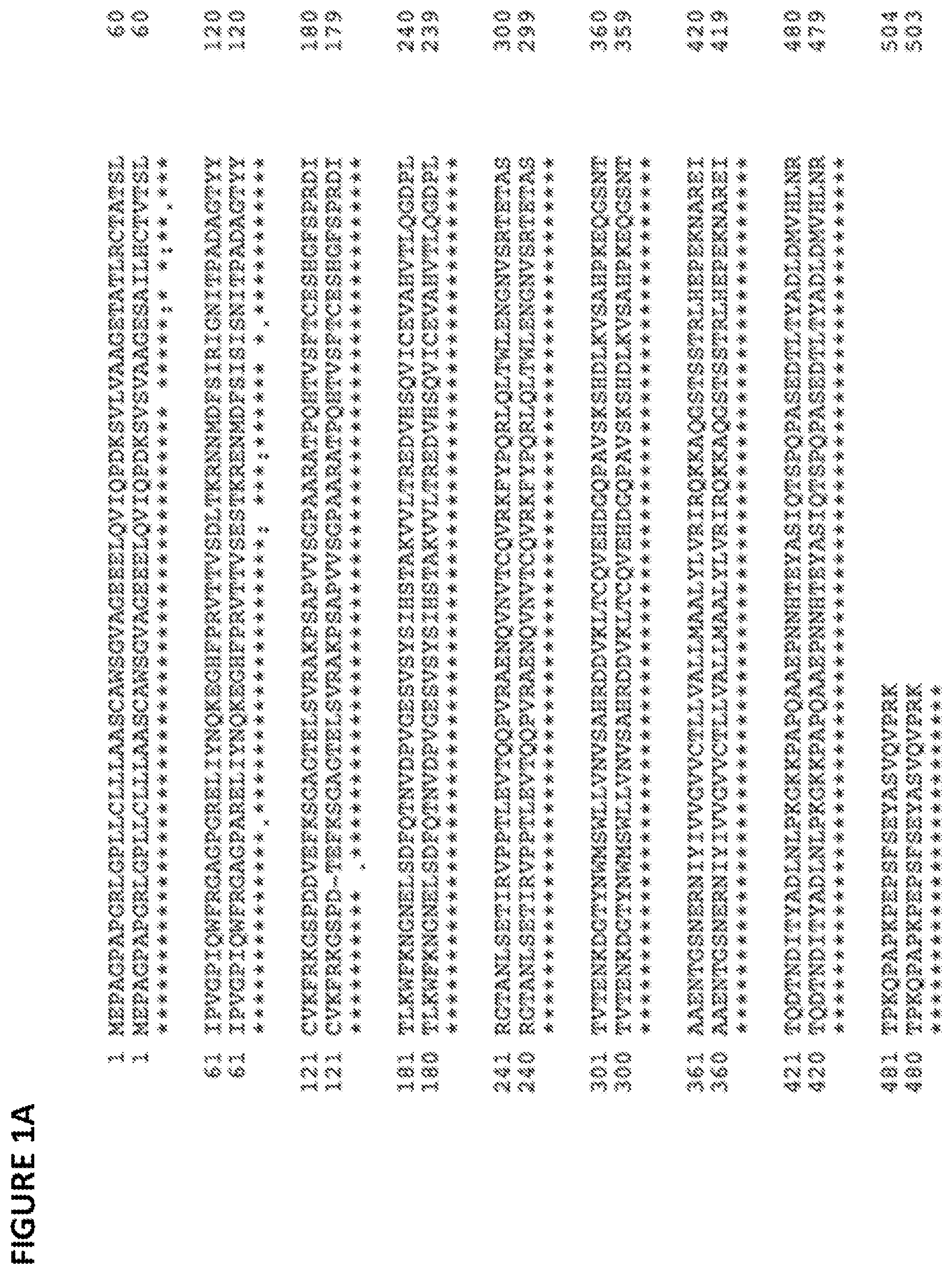 Patent US11779642 Figure 1 – Anti-SIRP-alpha antibodies and methods of use thereof
