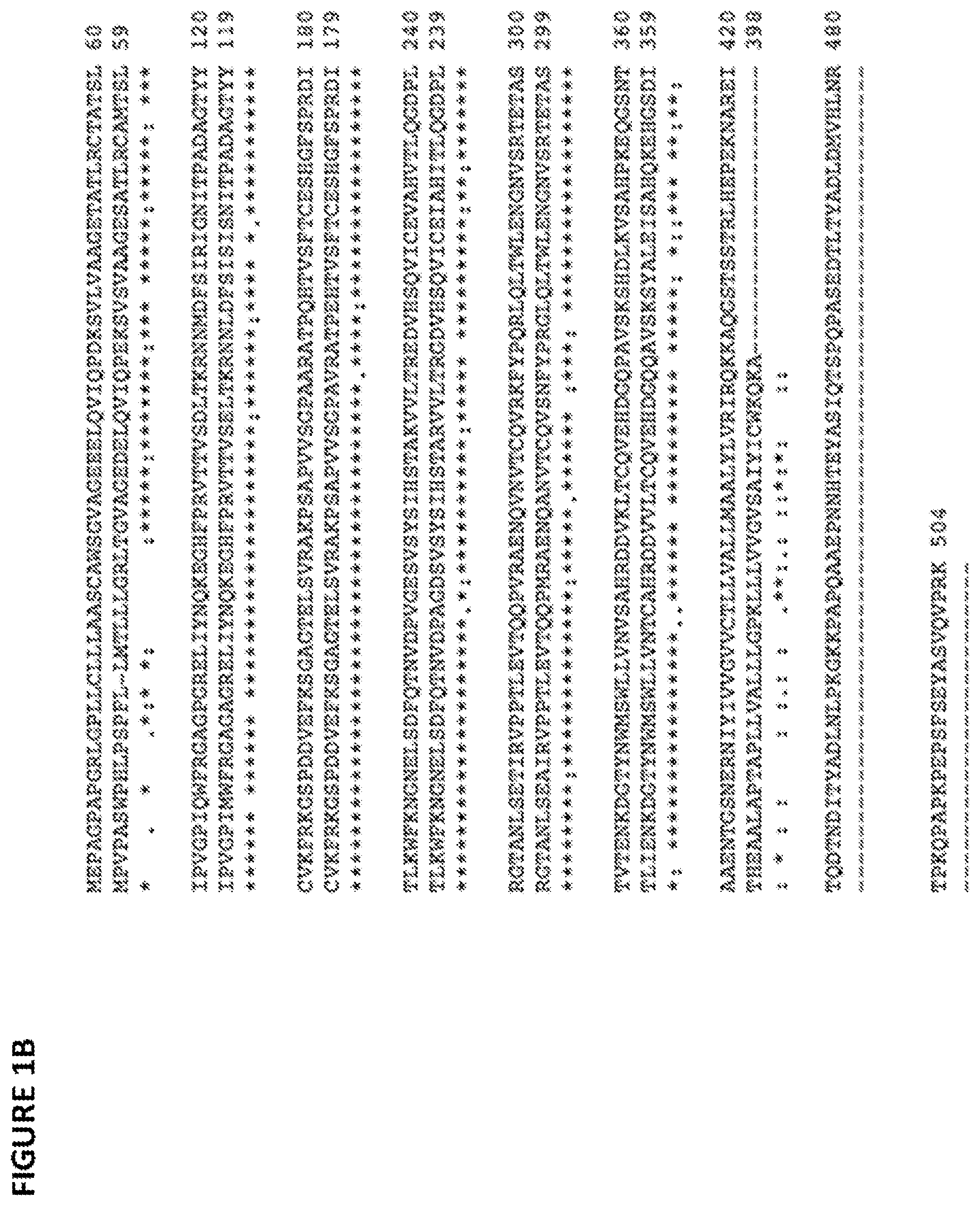 Patent US11779642 Figure 2 – Anti-SIRP-alpha antibodies and methods of use thereof