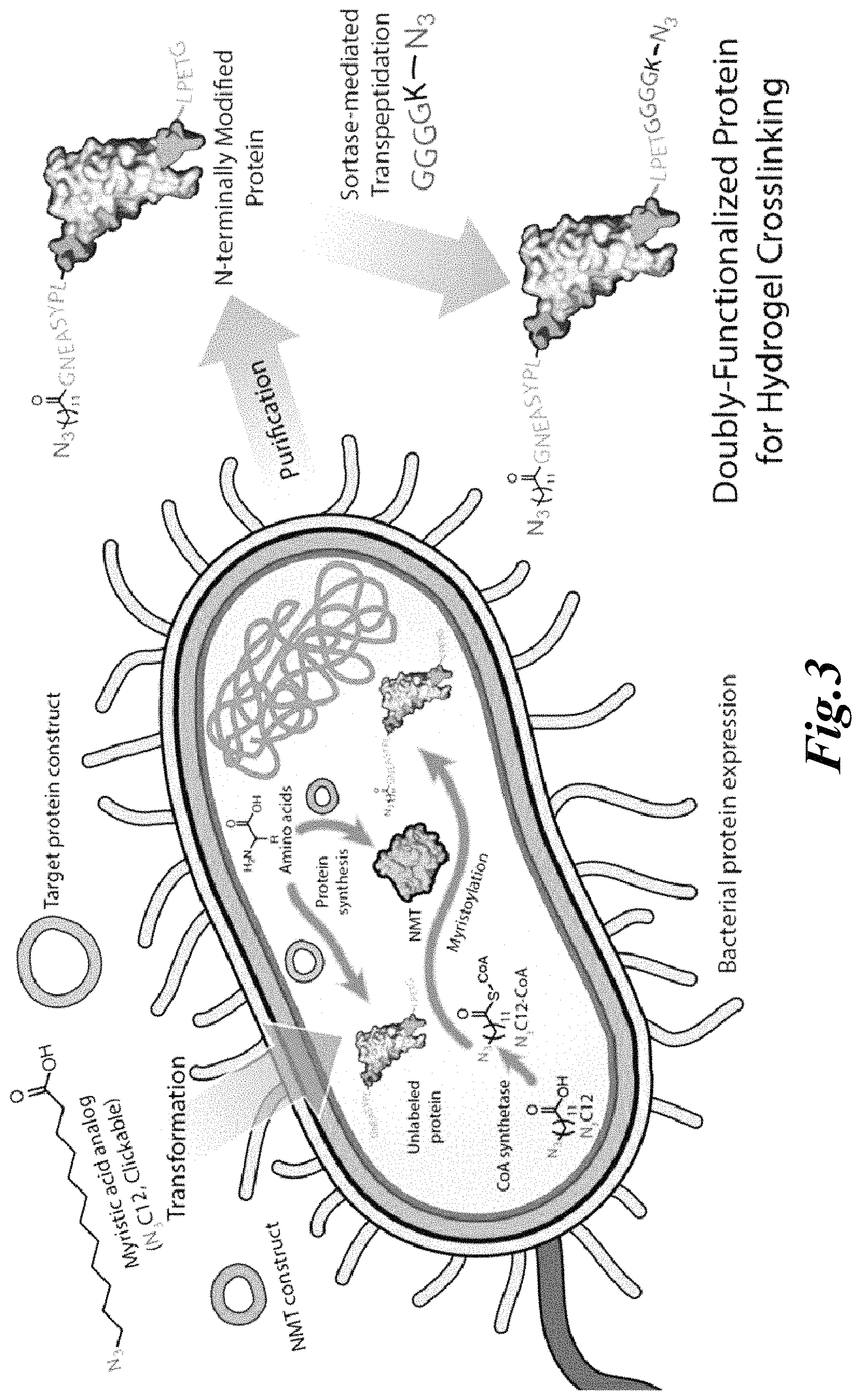 Patent US11779646 Figure 3 – Dynamic user-programmable materials including stimuli-responsive proteins