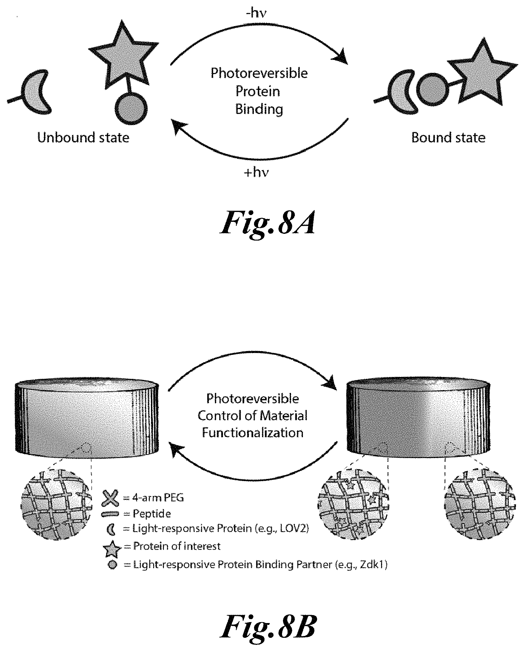 Patent US11779646 Figure 6 – Dynamic user-programmable materials including stimuli-responsive proteins