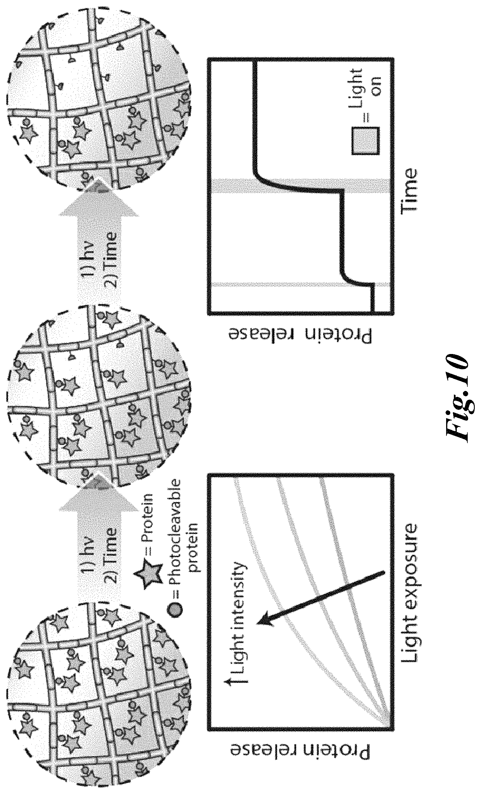 Patent US11779646 Figure 8 – Dynamic user-programmable materials including stimuli-responsive proteins