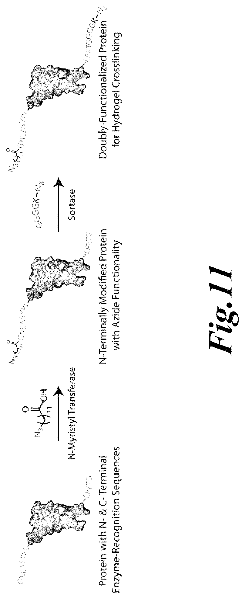 Patent US11779646 Figure 9 – Dynamic user-programmable materials including stimuli-responsive proteins