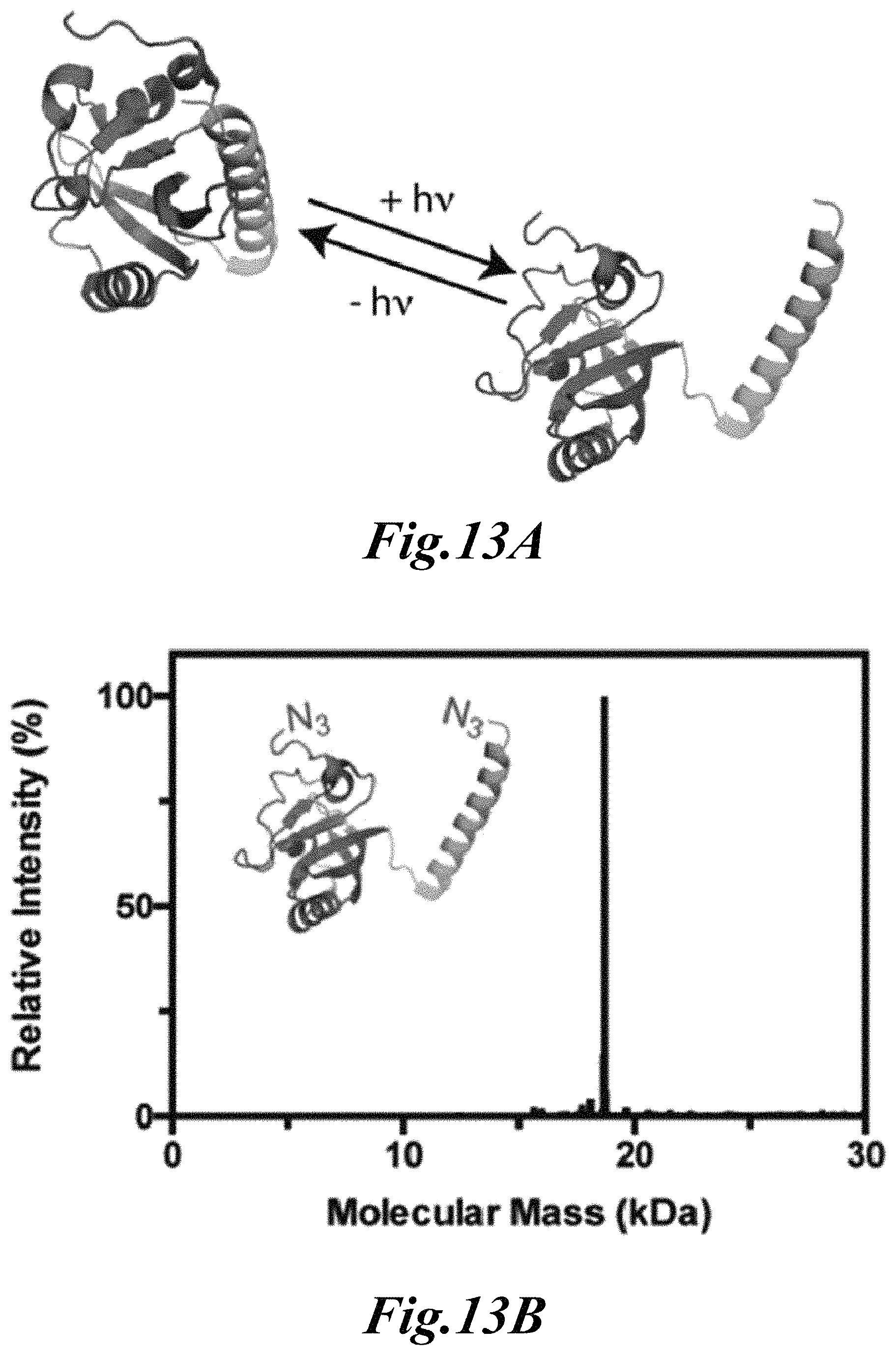 Patent US11779646 Figure 13 – Dynamic user-programmable materials including stimuli-responsive proteins