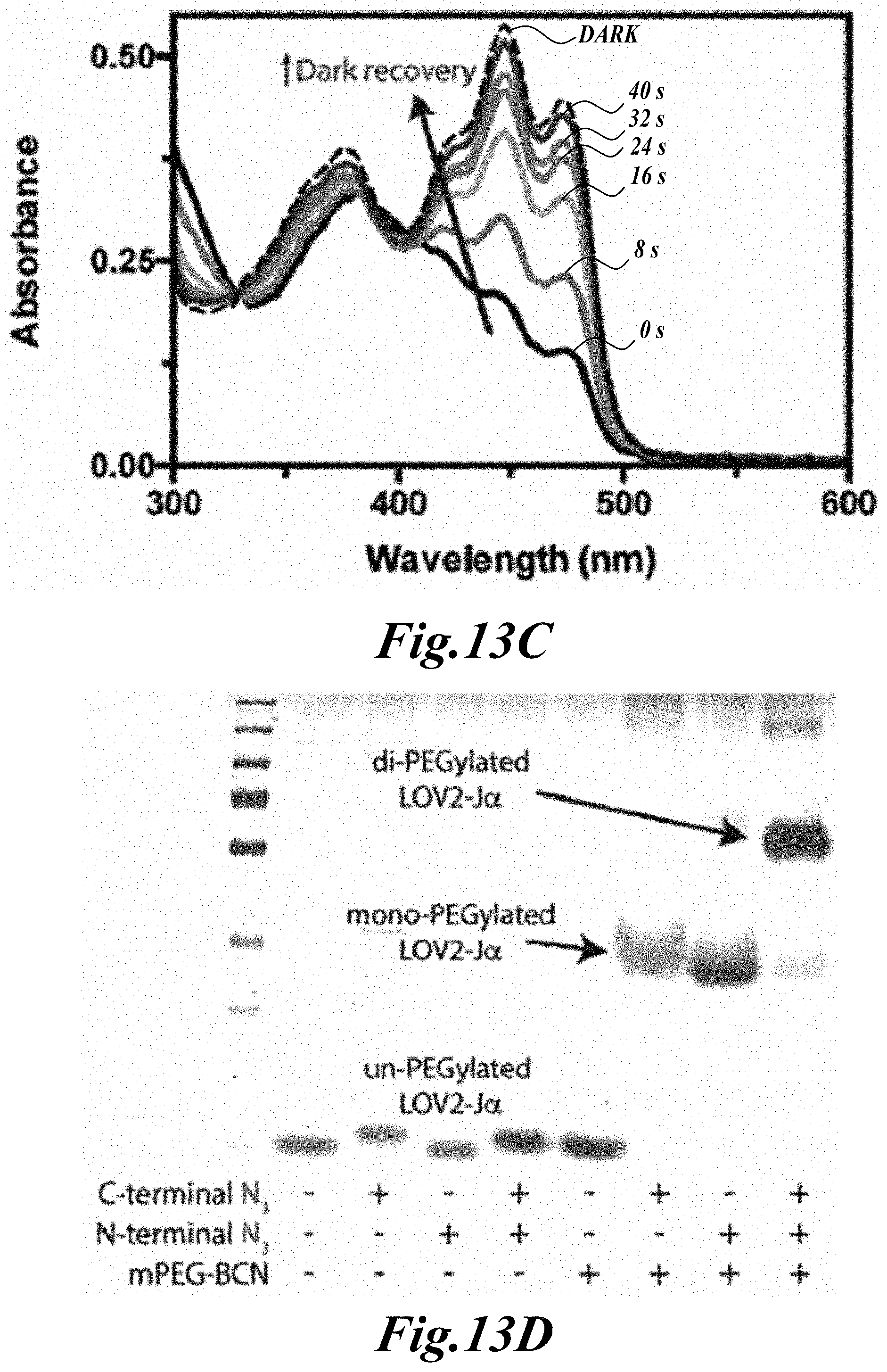 Patent US11779646 Figure 14 – Dynamic user-programmable materials including stimuli-responsive proteins