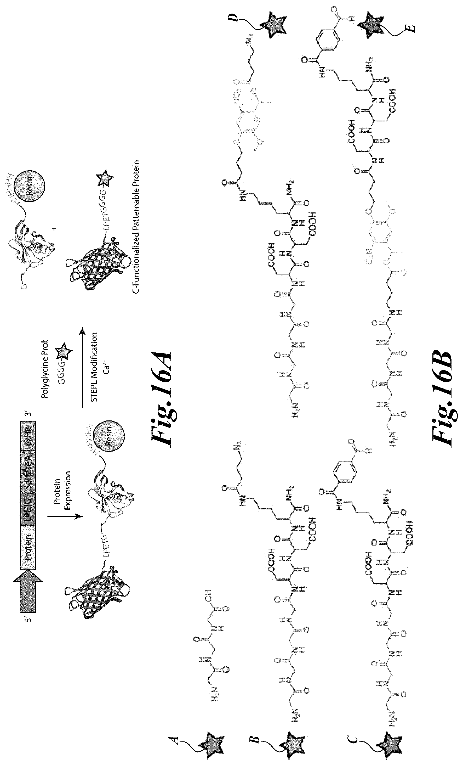 Patent US11779646 Figure 19 – Dynamic user-programmable materials including stimuli-responsive proteins
