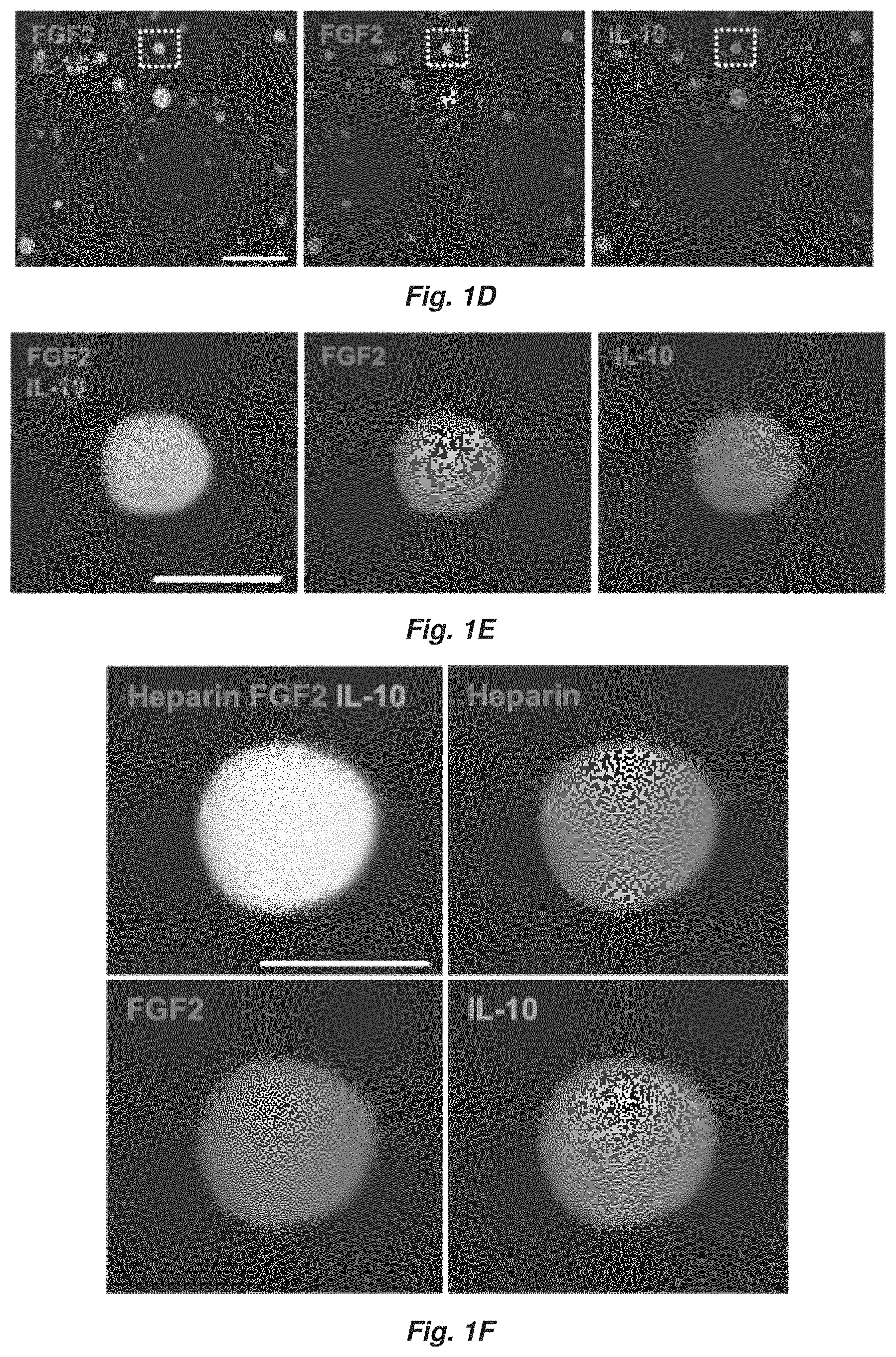 Patent US11779647 Figure 2 – Complex coacervate for controlled release and related methods