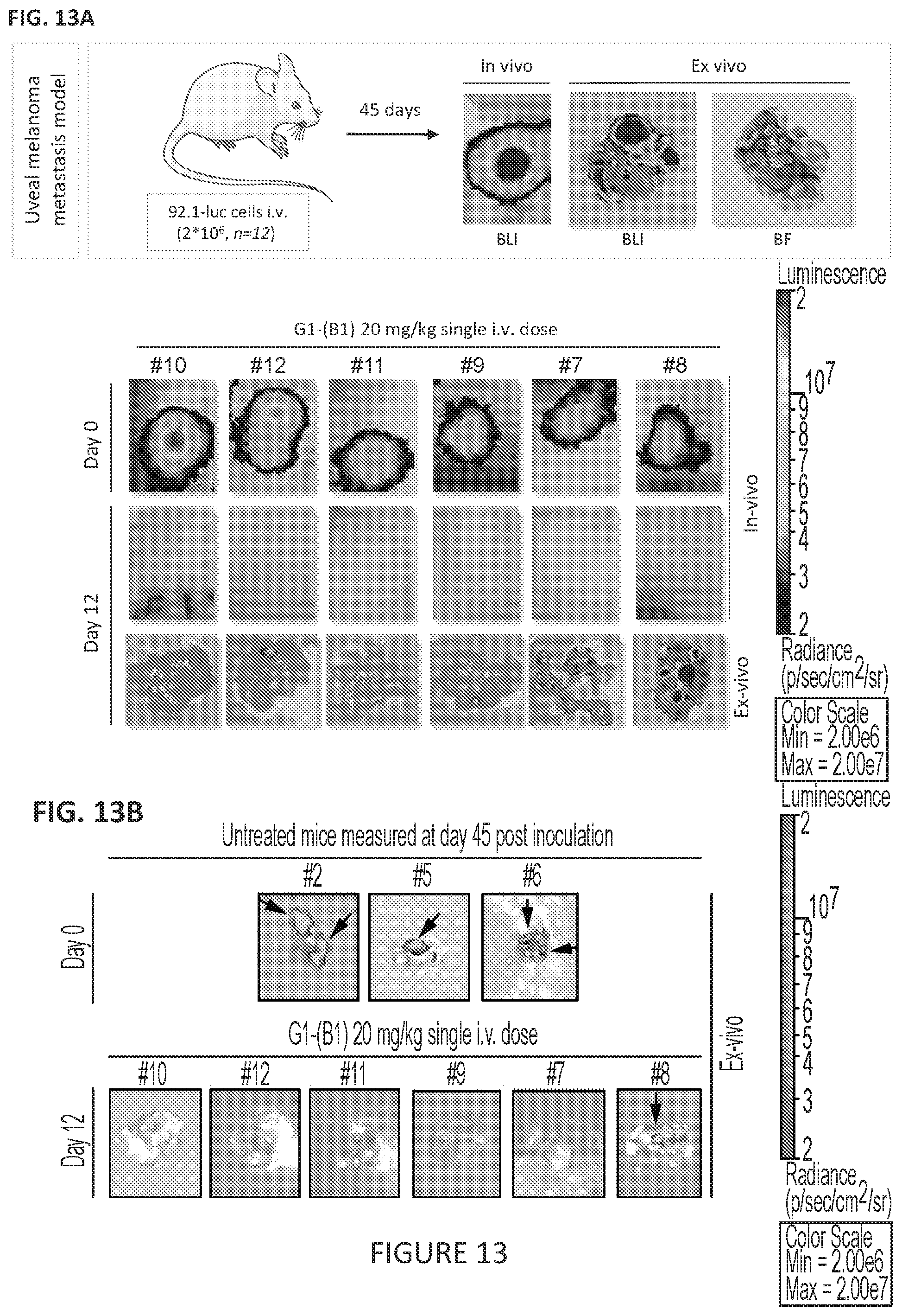 Patent US11779649 Figure 8 – Antibodies to PMEL17 and conjugates thereof