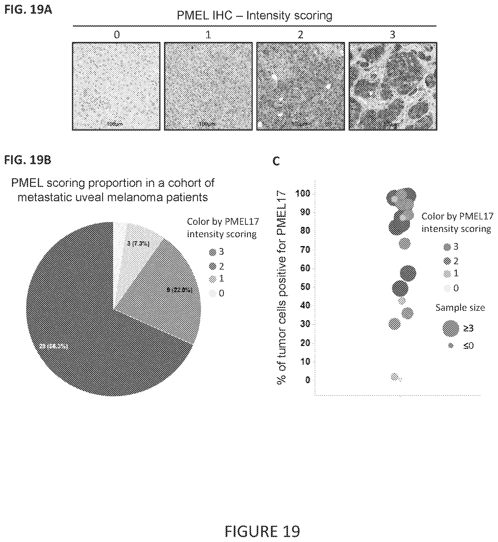 Patent US11779649 Figure 15 – Antibodies to PMEL17 and conjugates thereof