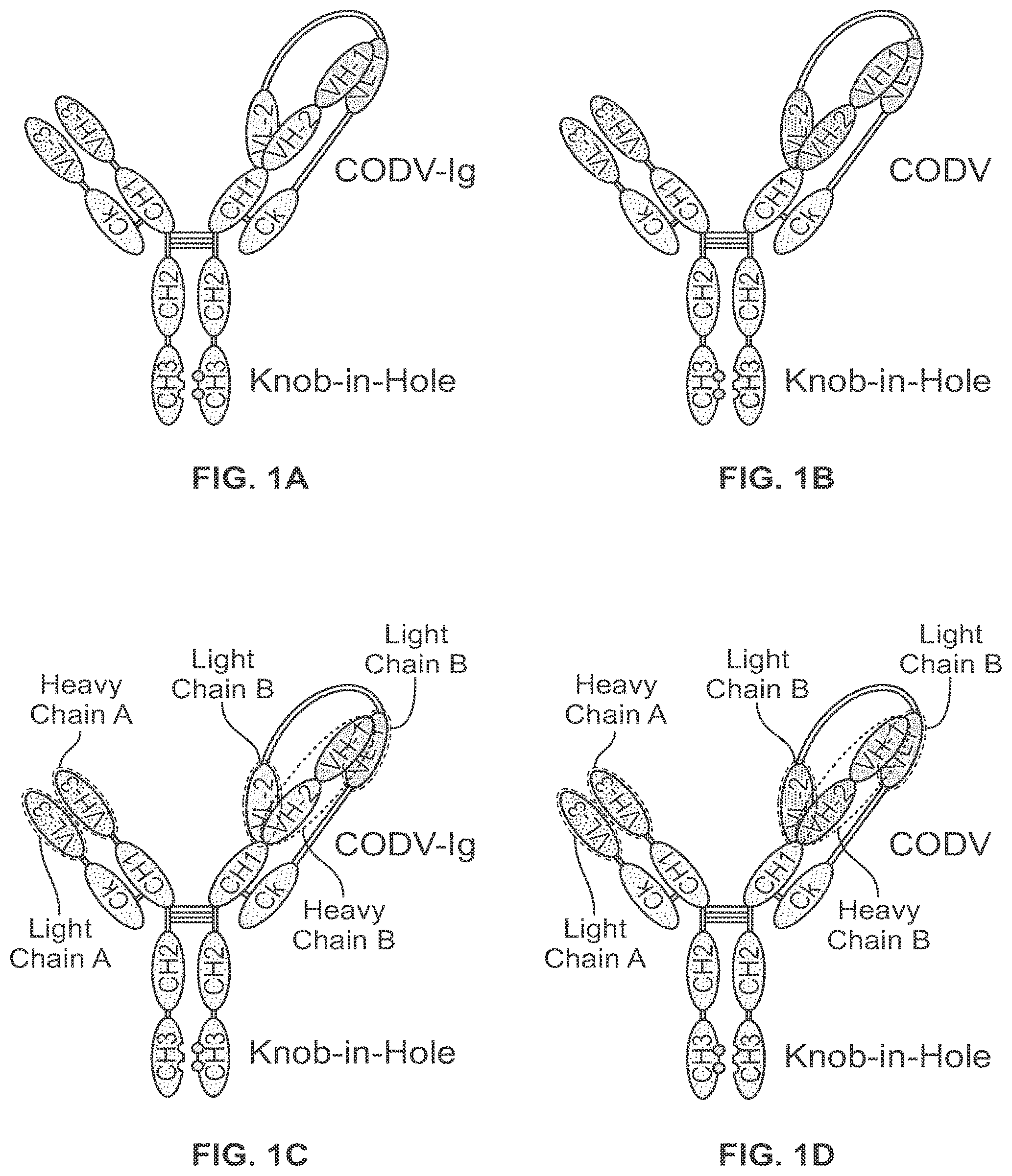 Patent US11779651 Figure 1 – Bivalent, bispecific binding proteins for prevention or treatment of HIV infection