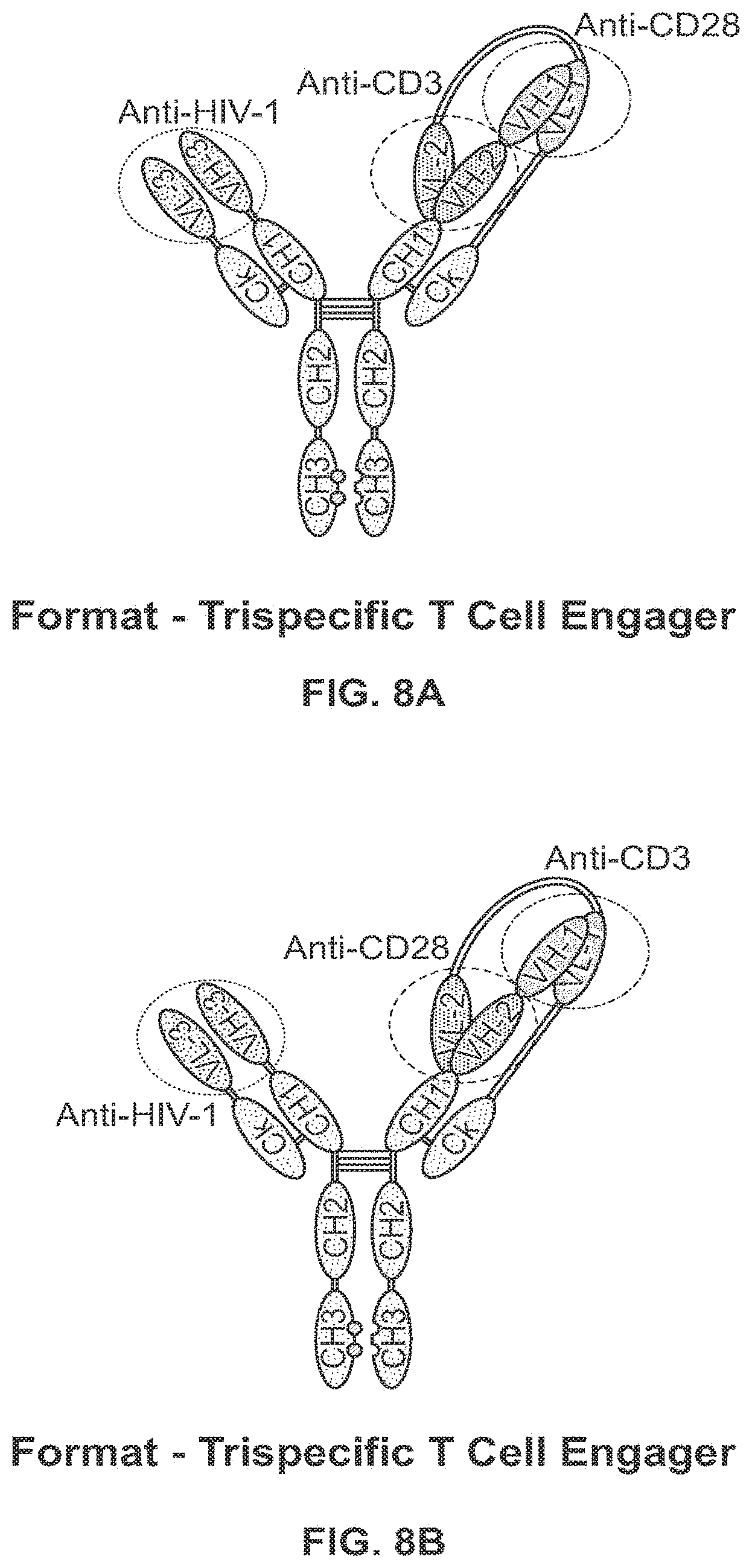 Patent US11779651 Figure 15 – Bivalent, bispecific binding proteins for prevention or treatment of HIV infection