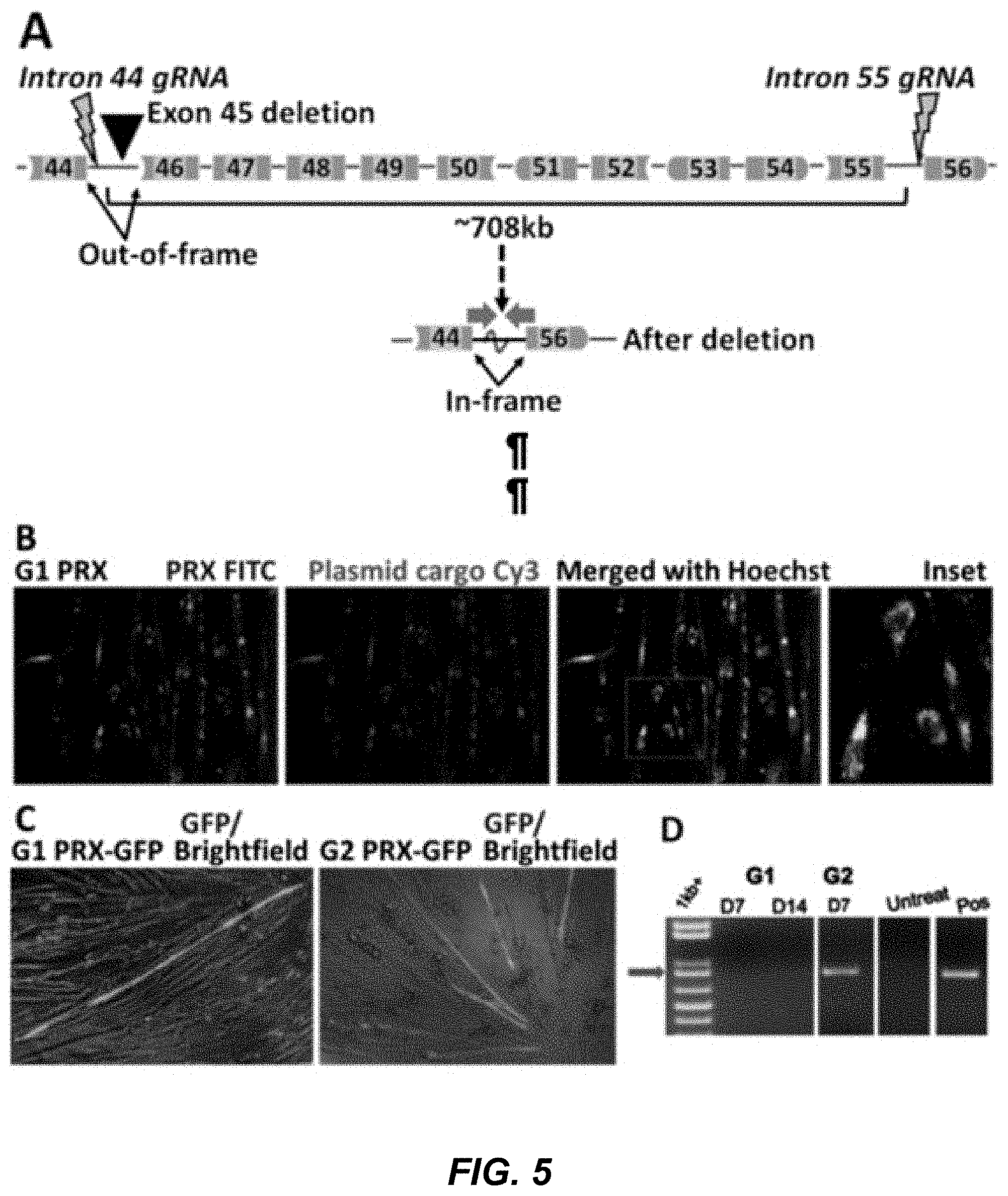 Patent US11779653 Figure 7 – Multi-armed polyrotaxane platform for protected nucleic acid delivery