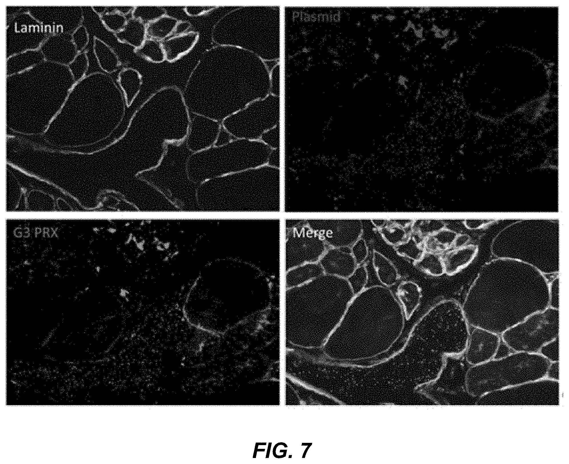 Patent US11779653 Figure 10 – Multi-armed polyrotaxane platform for protected nucleic acid delivery