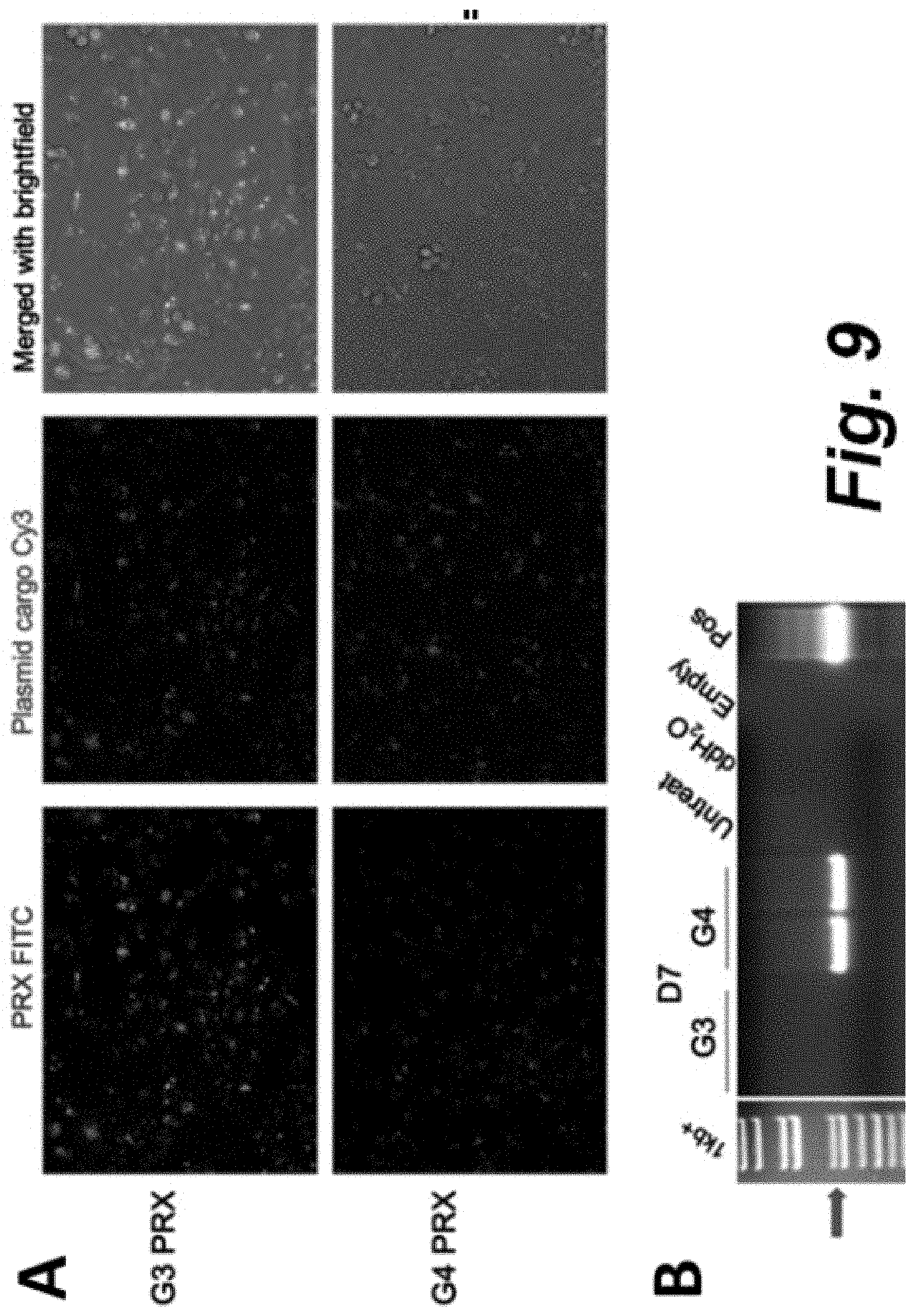 Patent US11779653 Figure 12 – Multi-armed polyrotaxane platform for protected nucleic acid delivery