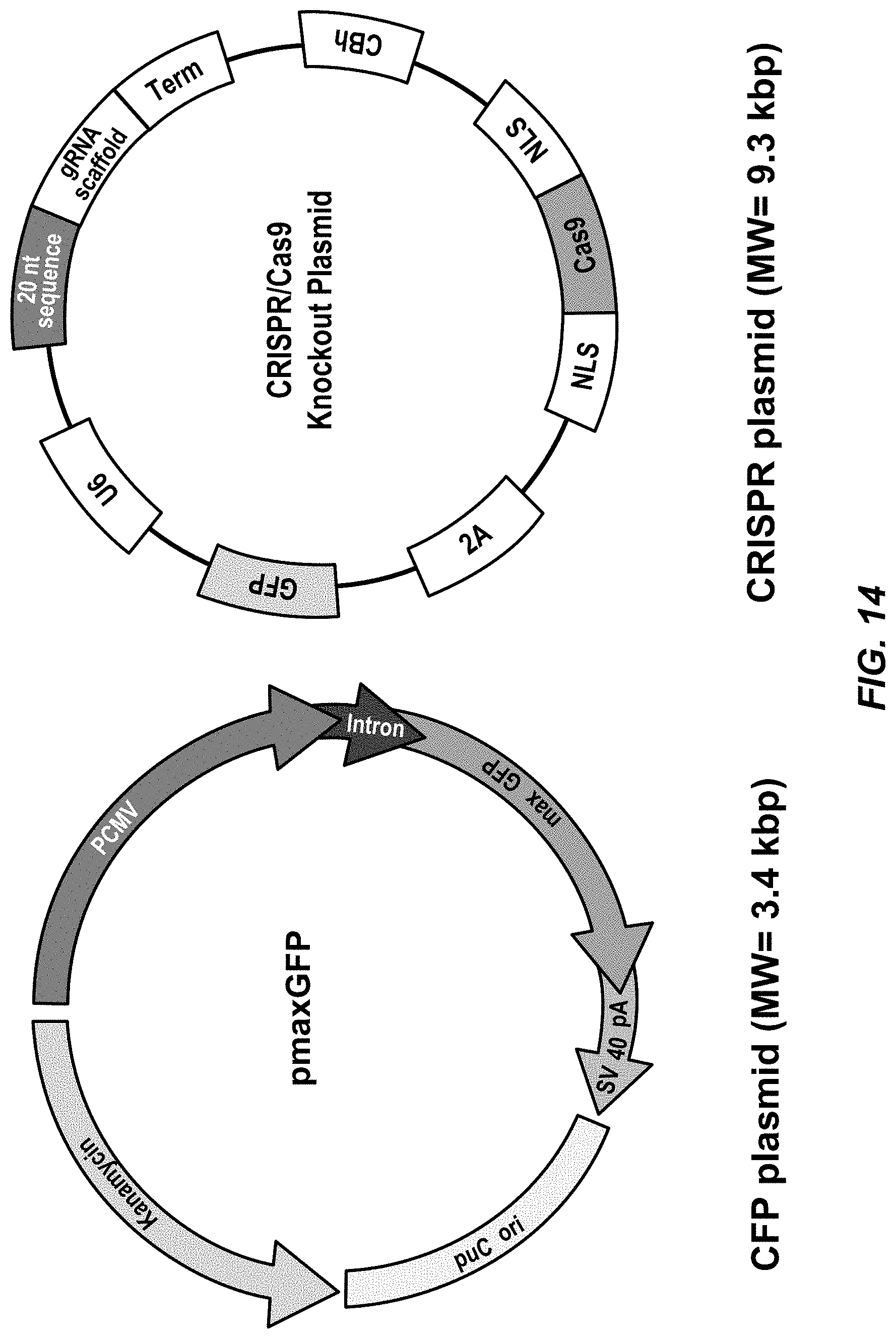 Patent US11779653 Figure 20 – Multi-armed polyrotaxane platform for protected nucleic acid delivery
