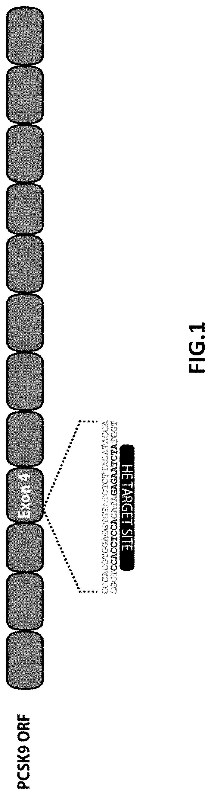 Patent US11779654 Figure 1 – PCSK9 endonuclease variants, compositions, and methods of use