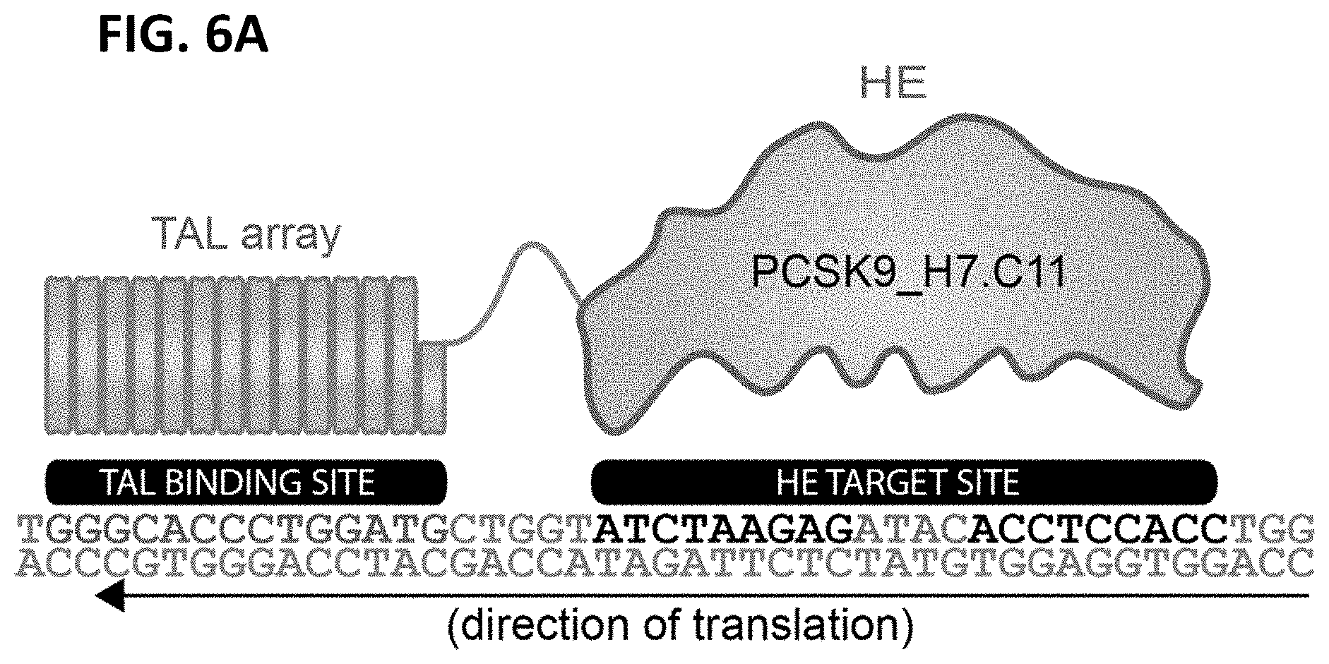 Patent US11779654 Figure 6 – PCSK9 endonuclease variants, compositions, and methods of use