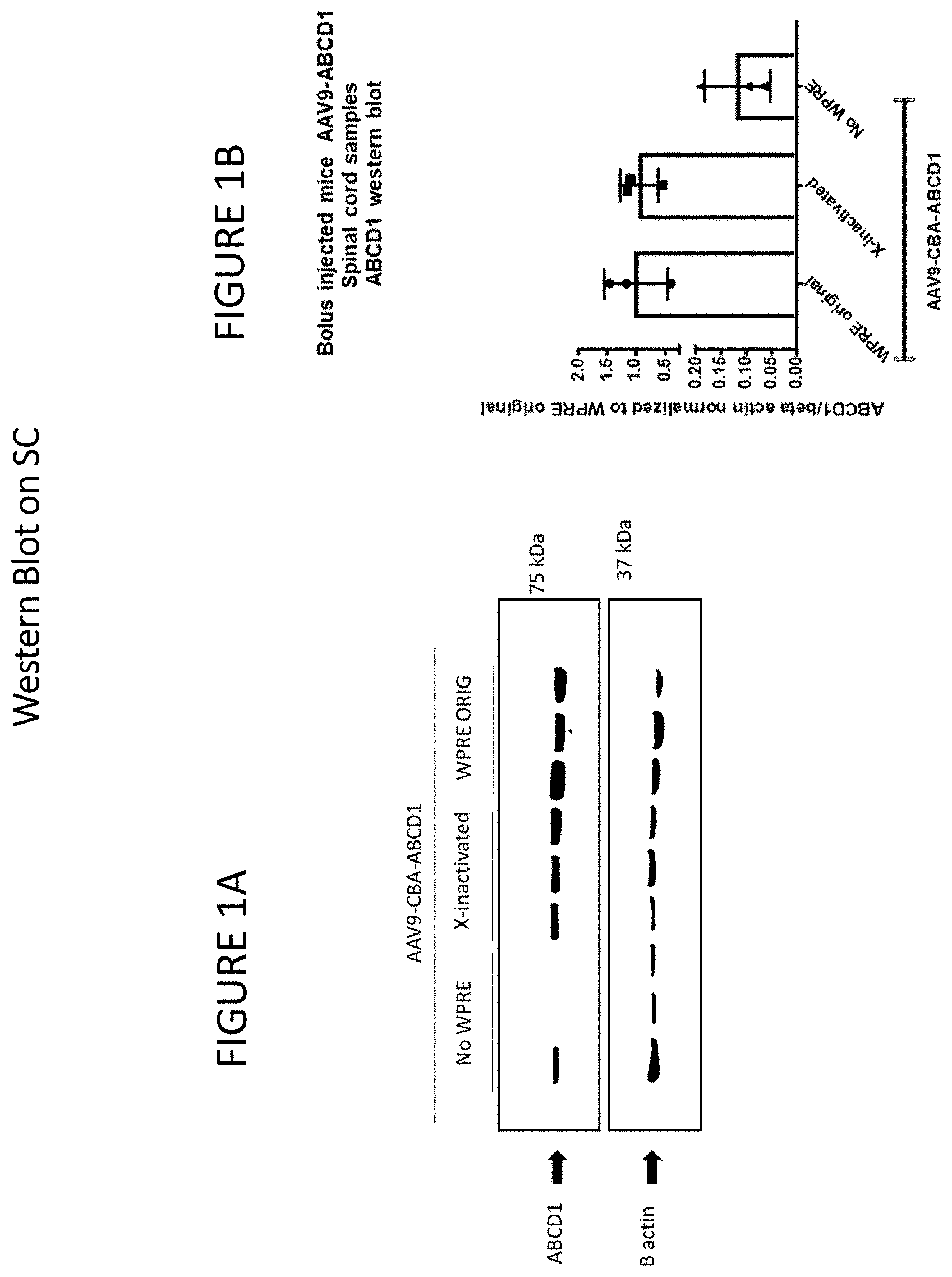 Patent US11779655 Figure 1 – AAV-ABCD1 constructs and use for treatment or prevention of adrenoleukodystrophy (ALD) and/or adrenomyeloneuropathy (AMN)
